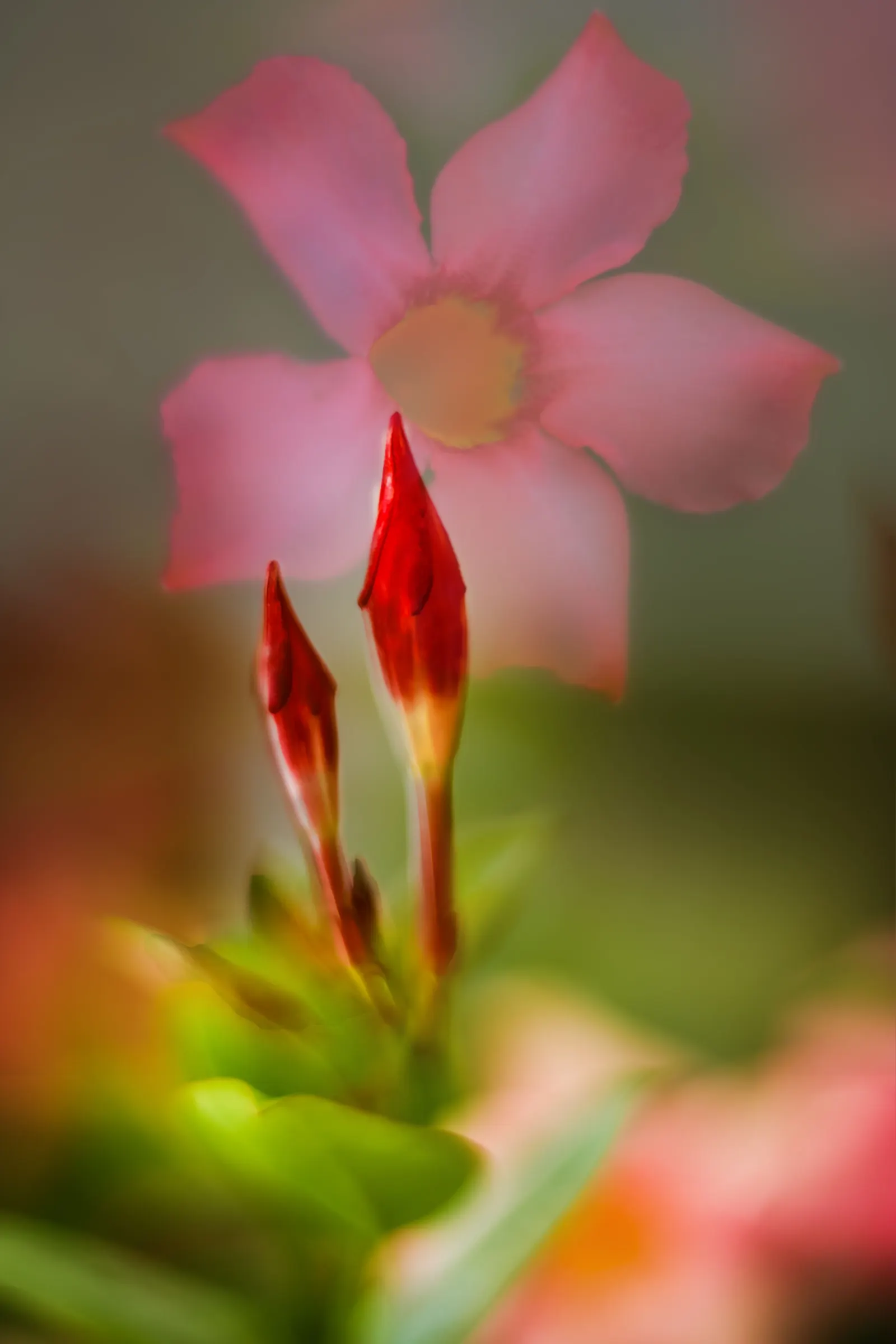 Mandevilla (Mandevilla Hybrids) — pink flowers in the garden; department of Agriculture plant hardiness zones 9 through 11, image 102