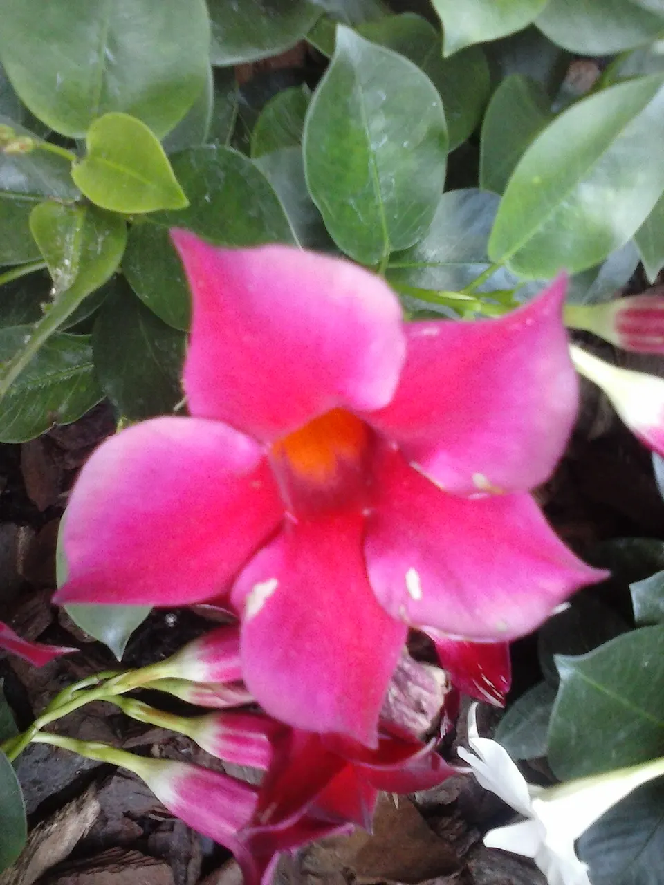 Mandevilla (Mandevilla Hybrids) — In colder regions, they are popular as annuals or container plants, and they need protection from frost; is a, image 83