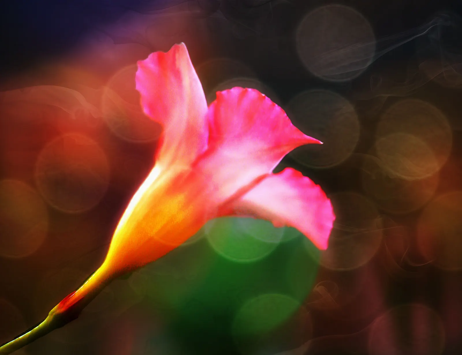 Mandevilla (Mandevilla Hybrids) — Full sun to partial shade is preferred; the Mandevilla requires well-draining soil and consistent moisture