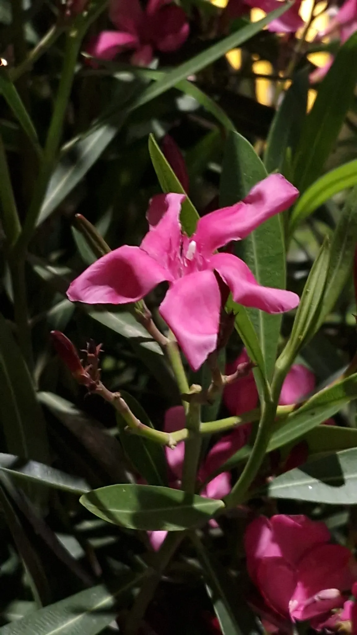 Mandevilla (Mandevilla Hybrids) — Its versatility and show-stopping blooms make it a splendid choice for your client's landscape; one may treat the, image 74