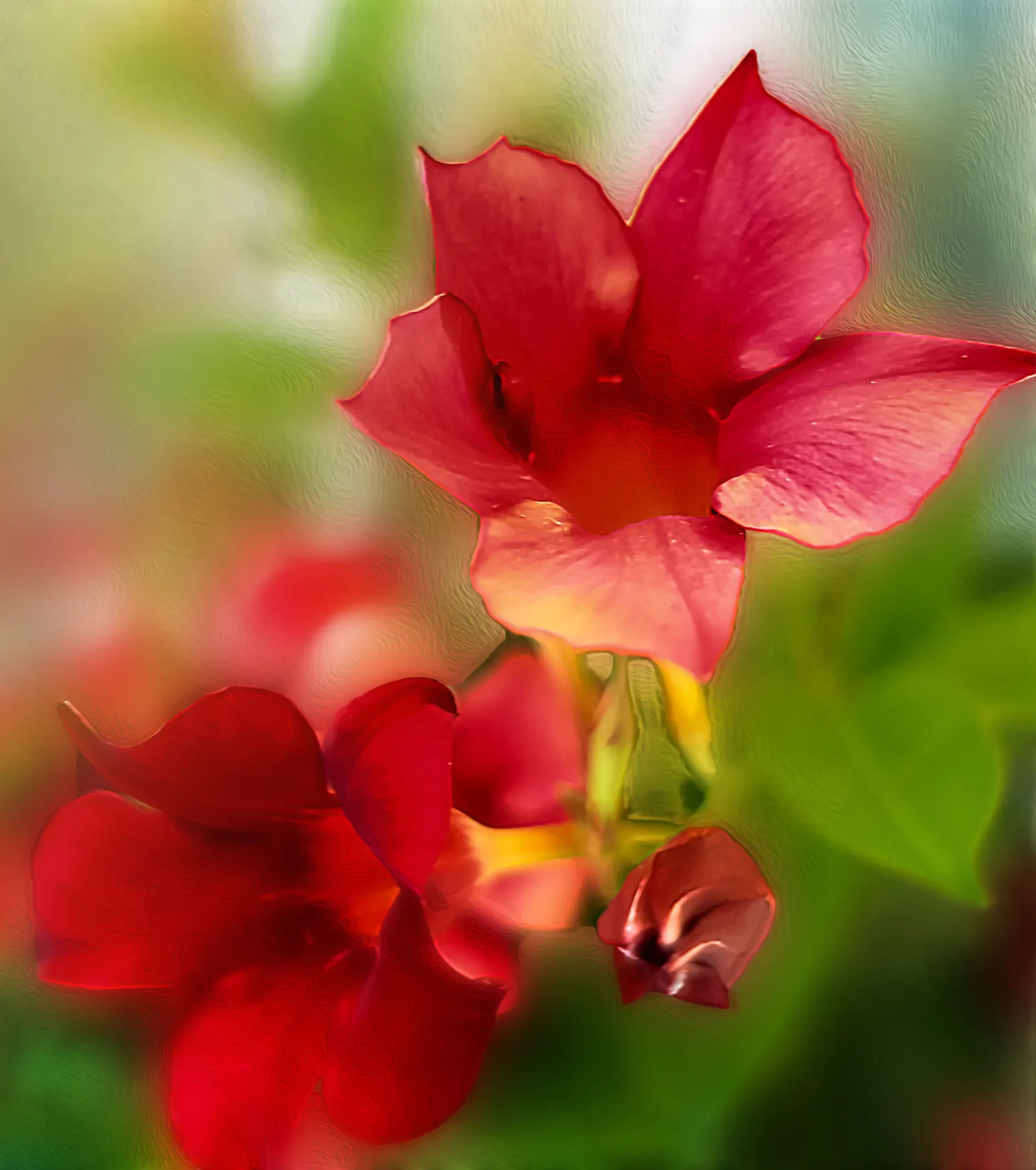 Mandevilla (Mandevilla Hybrids) — present a climbing perennial vine suitable for trellises and arches; the Mandevilla garners admiration for its, image 106