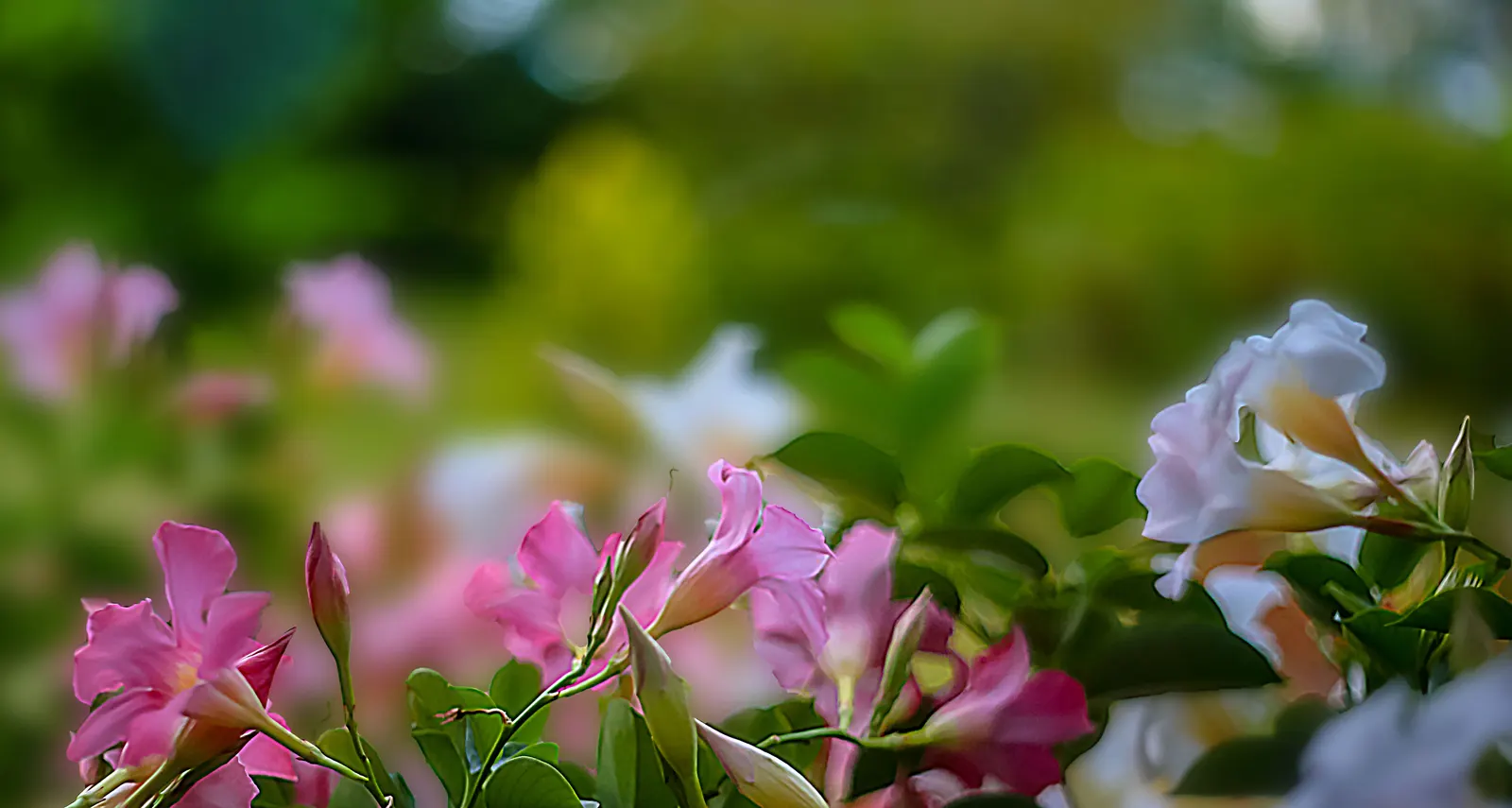 Mandevilla (Mandevilla Hybrids) — it's essential to provide a sturdy support structure; this growth habit makes them ideal for vertical accents or, image 92