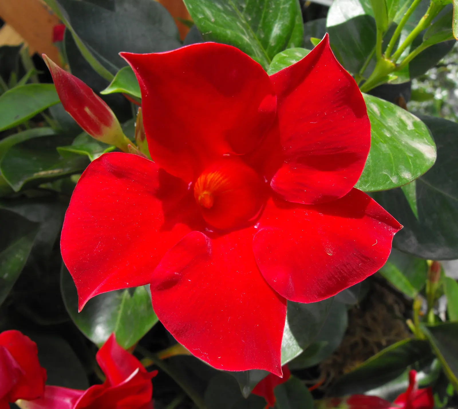 Mandevilla (Mandevilla Hybrids) — but be watchful to avoid waterlogged conditions; trumpet-shaped flowers which can unfurl to a width of 2-4 inches, image 72