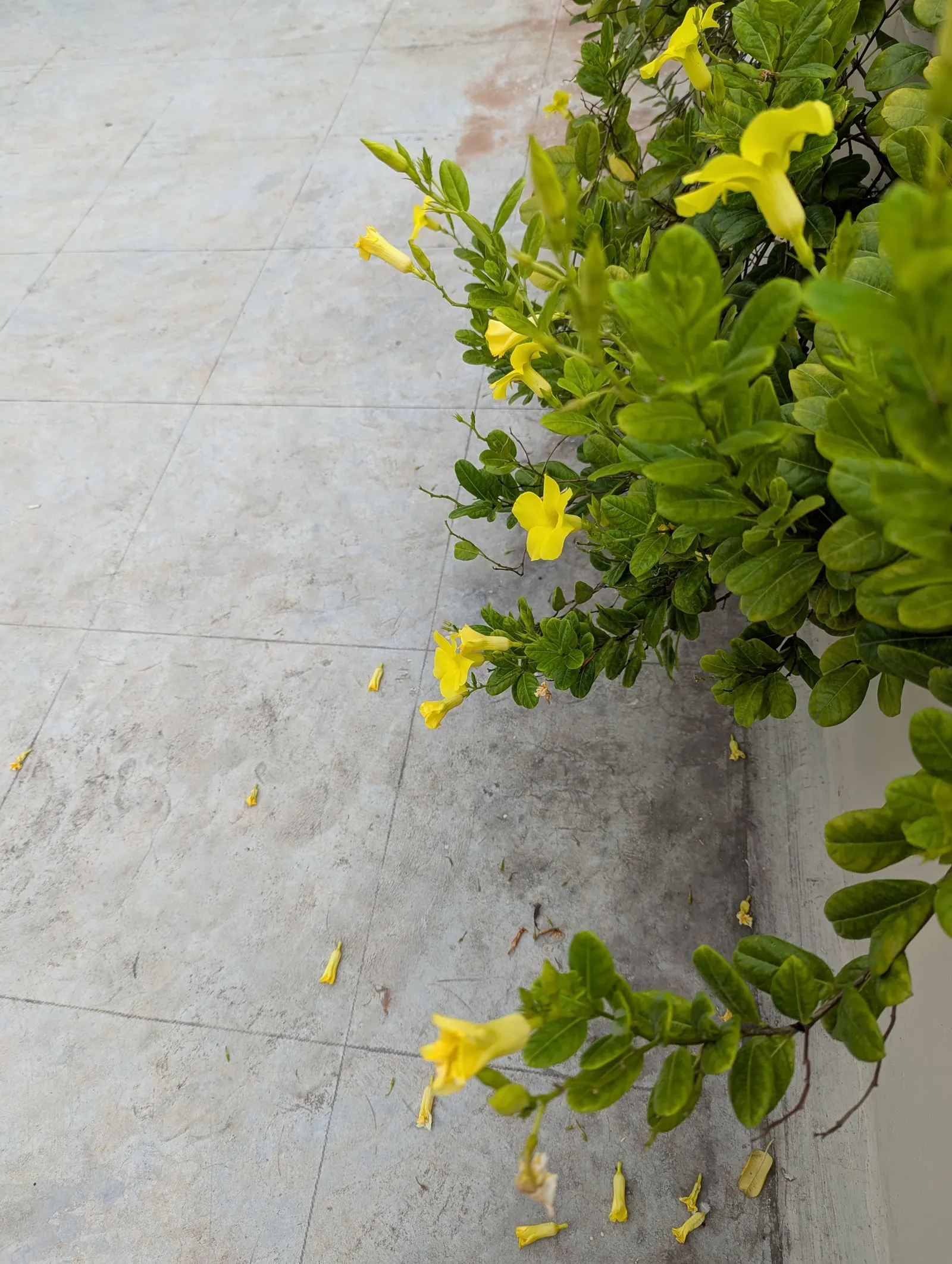 Mandevilla (Mandevilla Hybrids) — They thrive in full to partial sun, requiring well-drained soil; vine with pink blooms