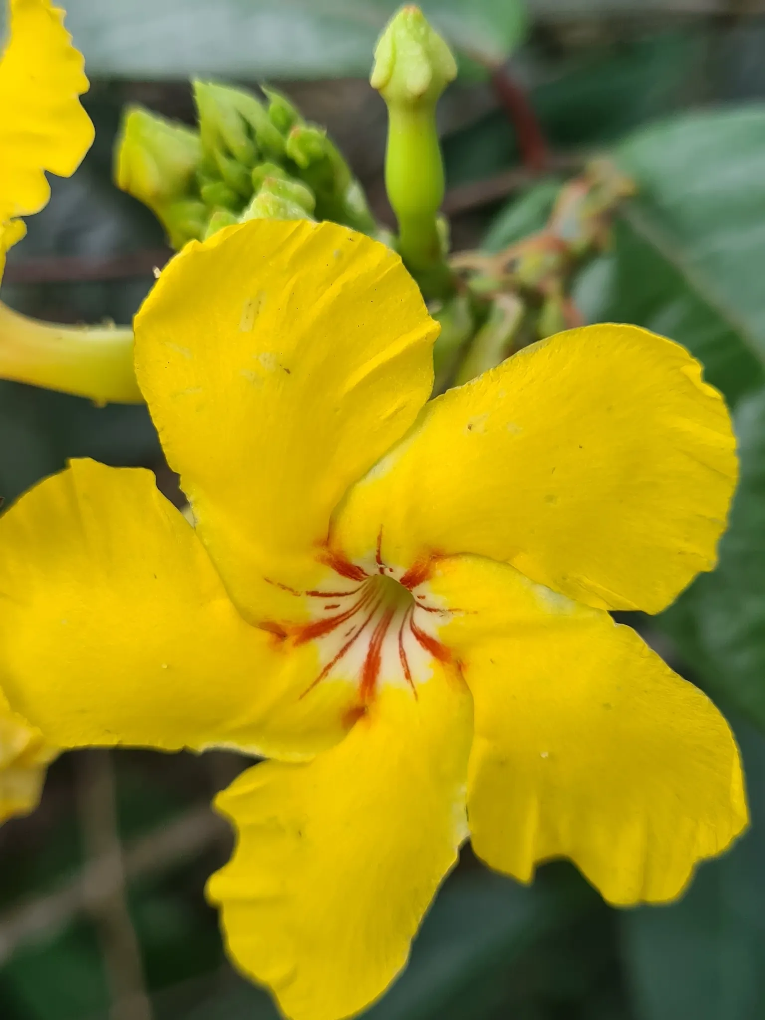 Mandevilla (Mandevilla Hybrids) — vine for full or half; exotic touch to their garden aesthetic, image 78