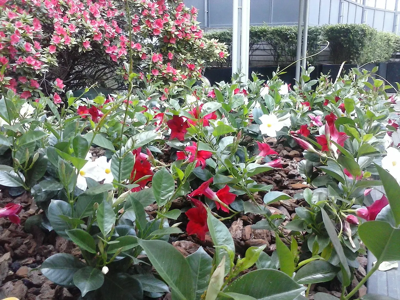 Mandevilla (Mandevilla Hybrids) — is a captivating climbing plant renowned for its impressive
