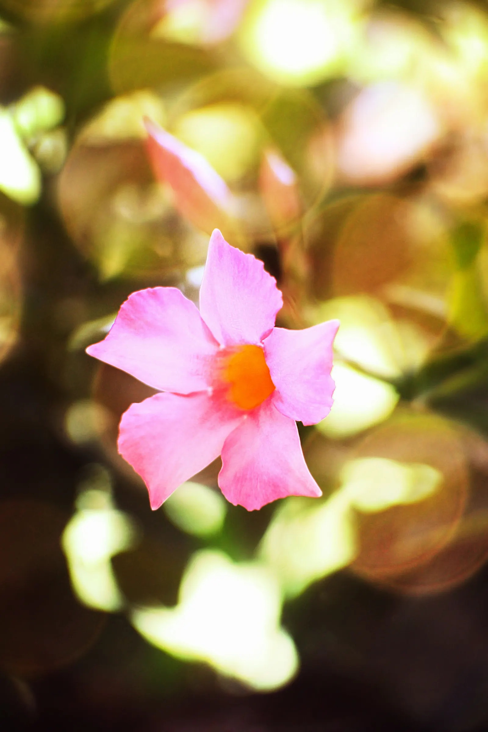 Mandevilla (Mandevilla Hybrids) — trumpet-shaped flowers which can unfurl to a width of 2-4 inches