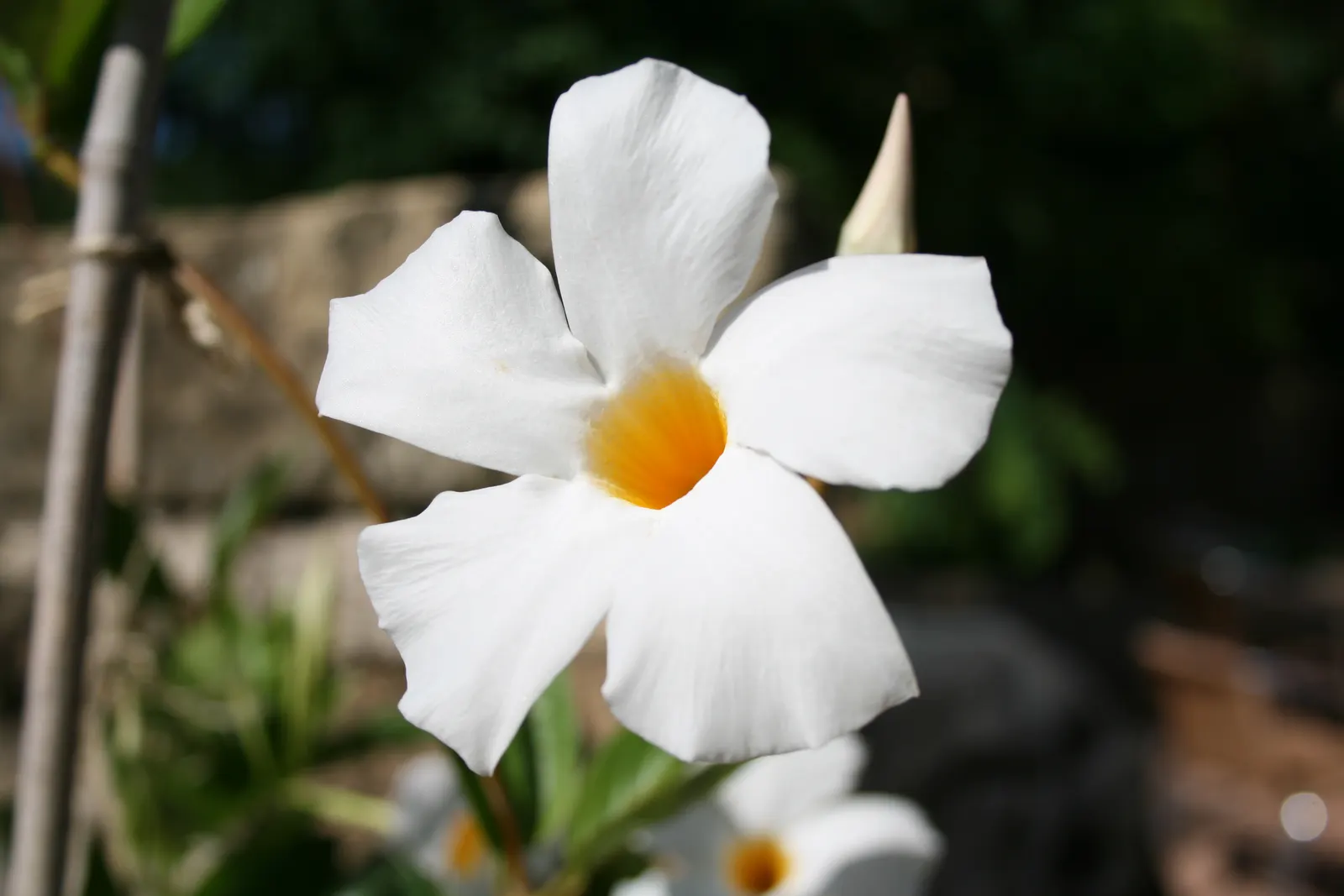 Mandevilla (Mandevilla Hybrids) — Adorning the landscape with a tropical flair, this perennial vine thrives in U.S; widely appreciated for their, image 60