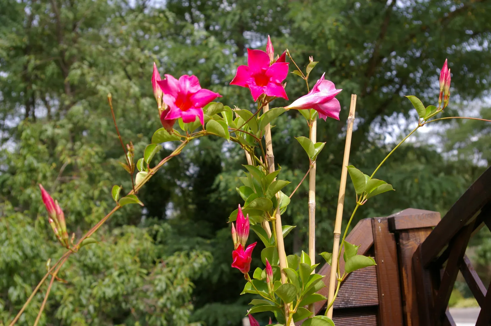 Mandevilla (Mandevilla Hybrids) — exotic touch to their garden aesthetic; present a climbing perennial vine suitable for trellises and arches, image 101