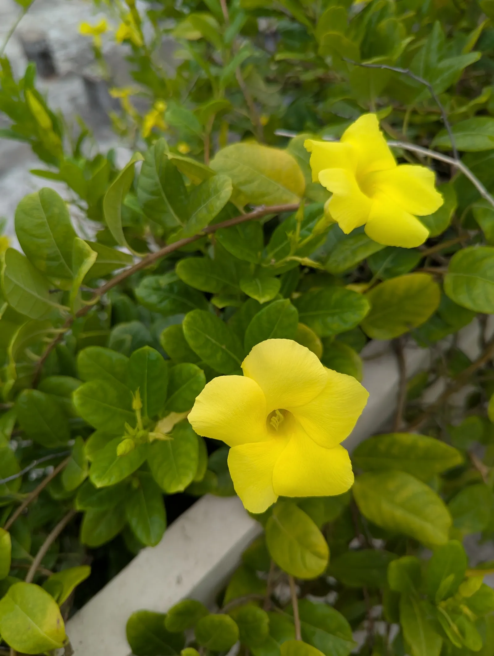 Mandevilla (Mandevilla Hybrids) — exotic touch to their garden aesthetic; present a climbing perennial vine suitable for trellises and arches