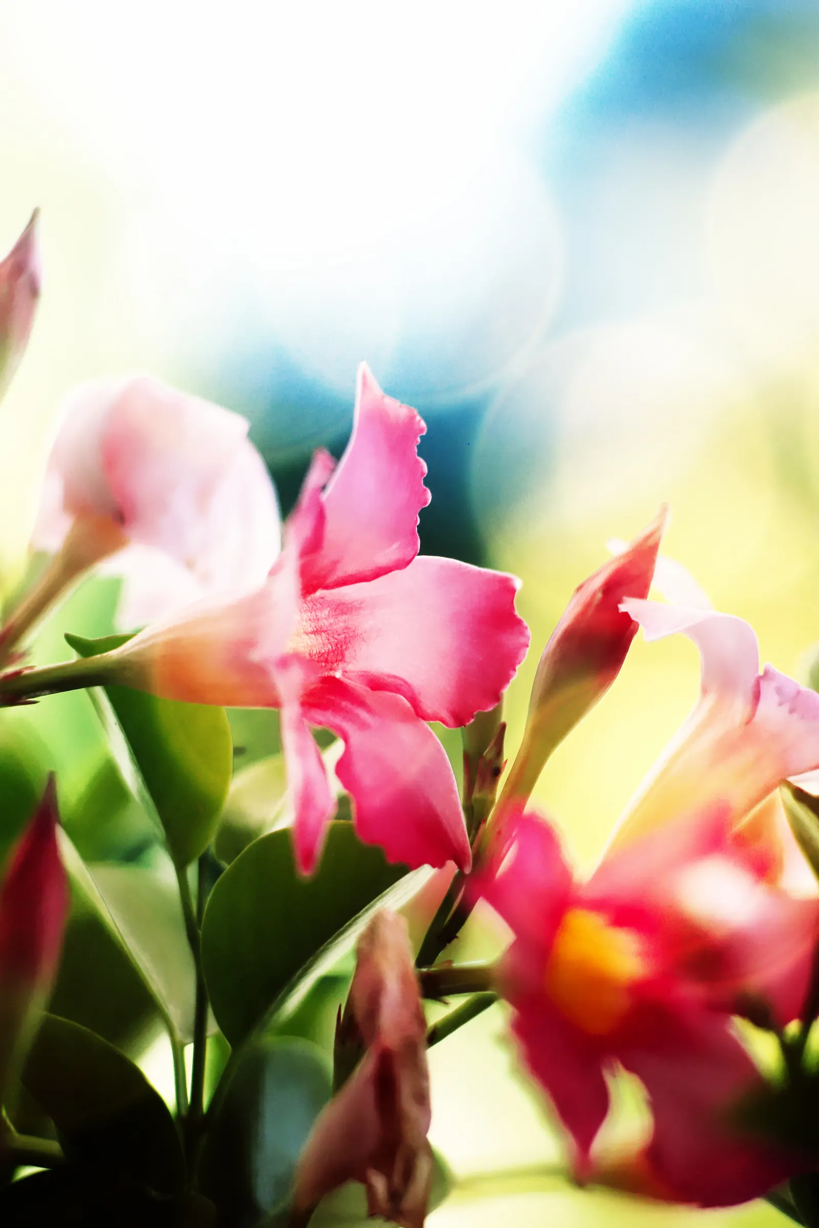 Mandevilla (Mandevilla Hybrids) — it's essential to provide a sturdy support structure; this growth habit makes them ideal for vertical accents or as a privacy