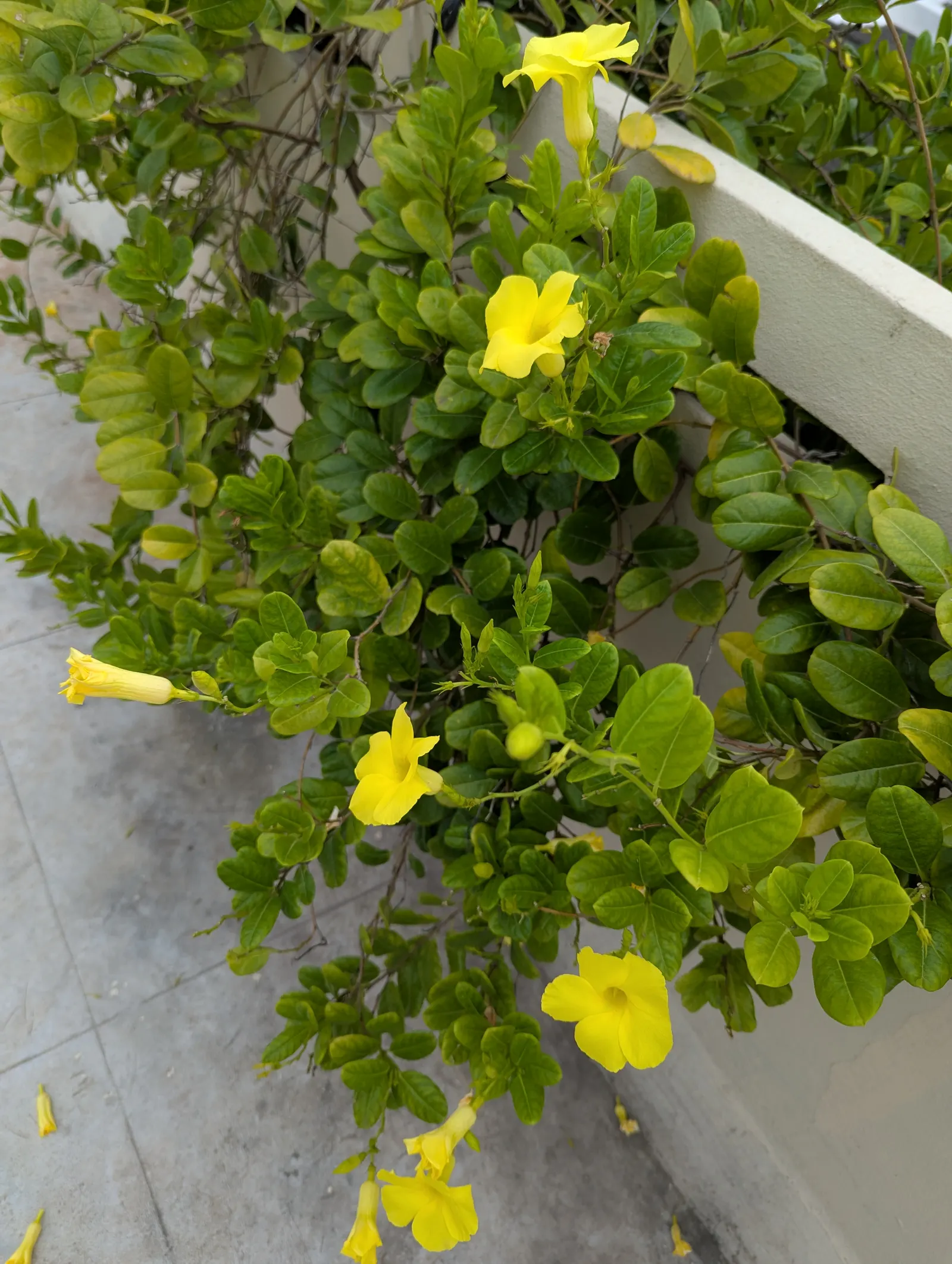 Mandevilla (Mandevilla Hybrids) — the Mandevilla garners admiration for its glossy; its versatility and show-stopping blooms make it a splendid choice for your