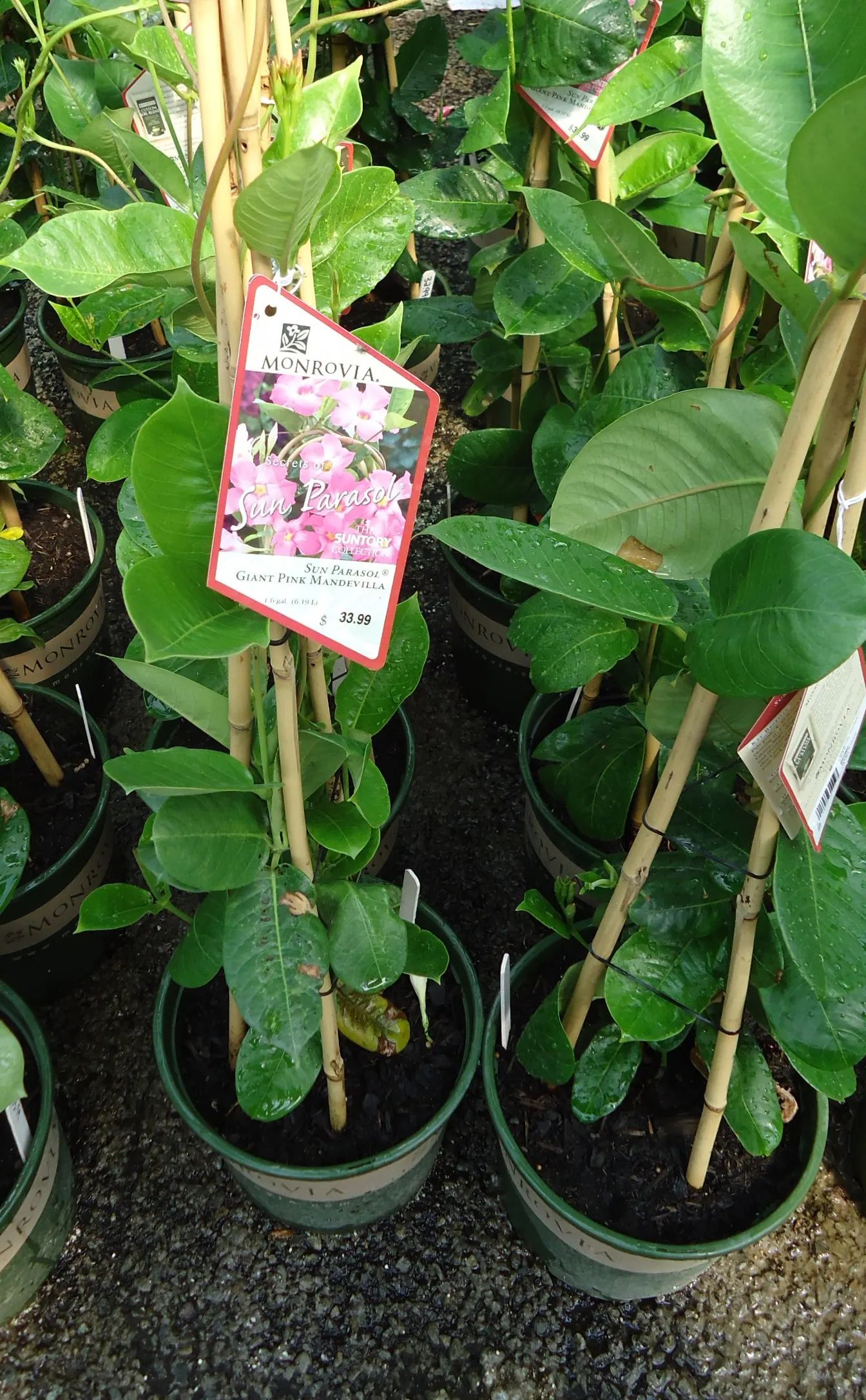 Mandevilla (Mandevilla Hybrids) — Department of Agriculture plant hardiness zones 9 through 11; adorning the landscape with a tropical flair, this, image 61