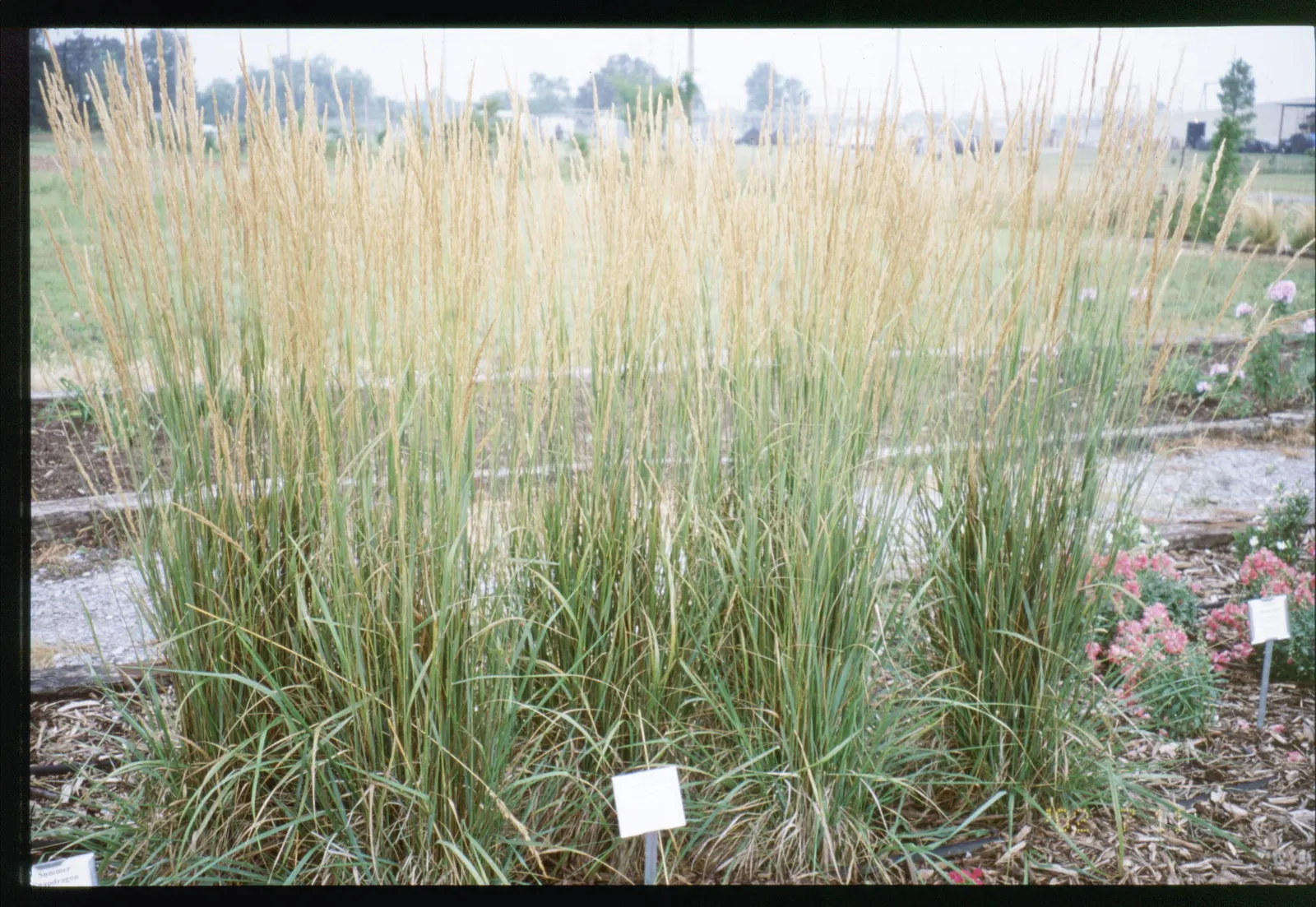Karl Foerster Feather Reed Grass (Calamagrostis 'Karl Foerster') — growing 3 to 5 feet tall and about 2 feet wide