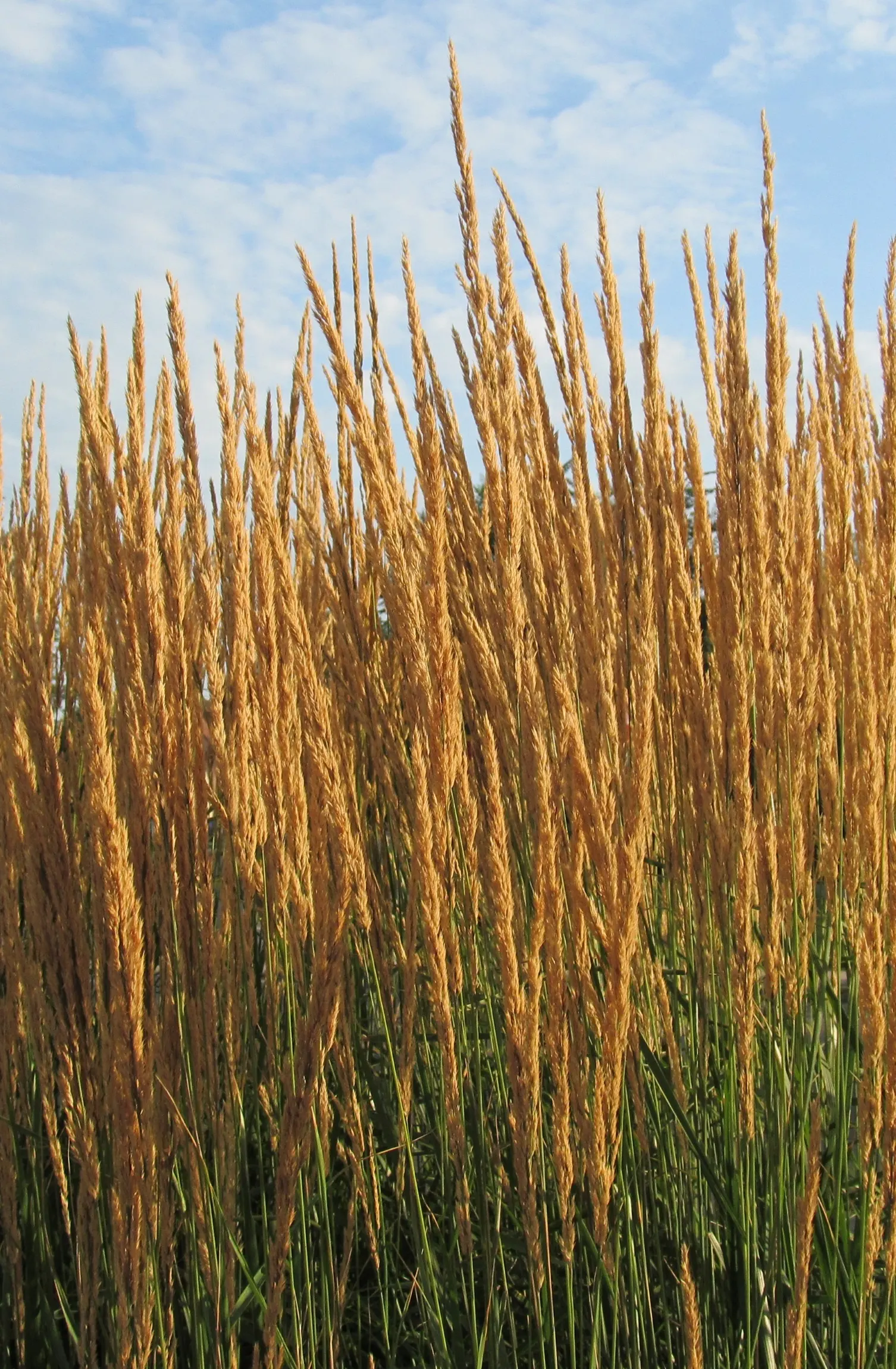 Karl Foerster Feather Reed Grass (Calamagrostis 'Karl Foerster') — This low-maintenance grass thrives in USDA zones 5-9