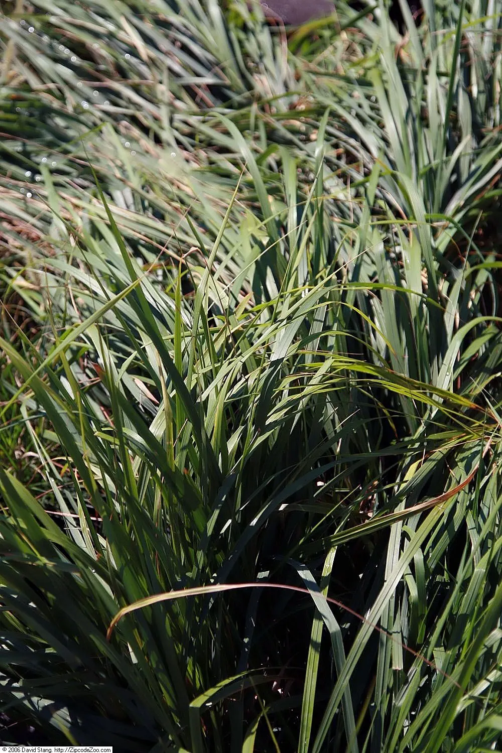 Karl Foerster Feather Reed Grass (Calamagrostis 'Karl Foerster') — and is drought-tolerant once established