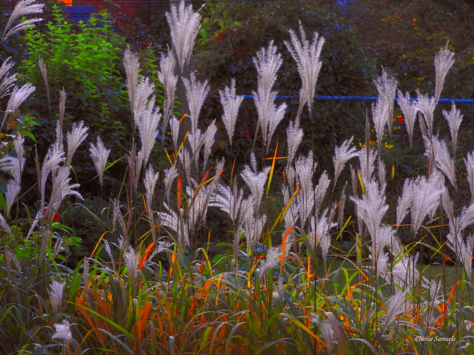 Karl Foerster Feather Reed Grass (Calamagrostis 'Karl Foerster') — It features feathery, pink-tinged blooms that turn golden in fall