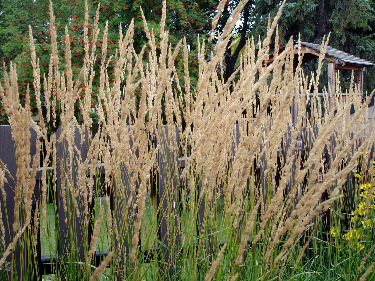 Karl Foerster Feather Reed Grass (Calamagrostis 'Karl Foerster') — is an ornamental perennial with a striking upright habit
