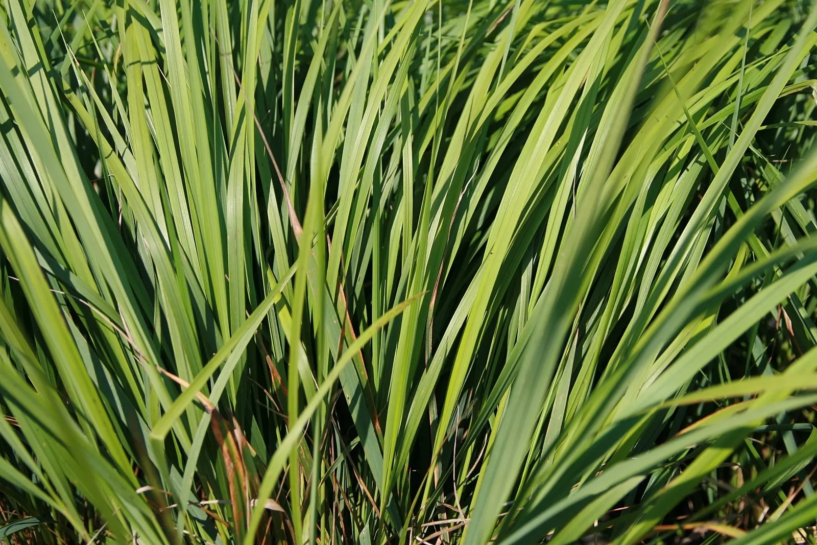 Karl Foerster Feather Reed Grass (Calamagrostis 'Karl Foerster') — Excellent for creating vertical interest in borders and as a privacy screen