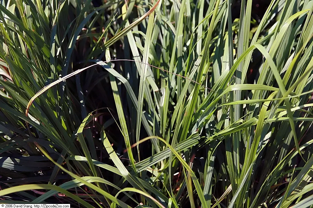 Karl Foerster Feather Reed Grass (Calamagrostis 'Karl Foerster') — prefers full sun to partial shade