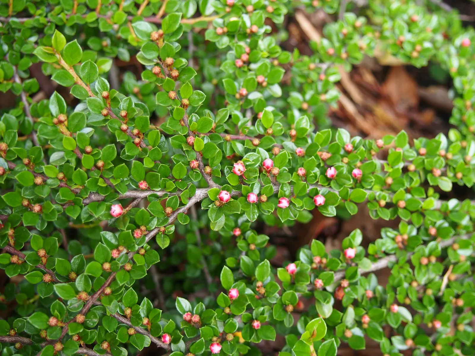 Rock Cotoneaster (Cotoneaster Horizontalis) — it can maintain its shape and density; which are a hit with birds and other wildlife
