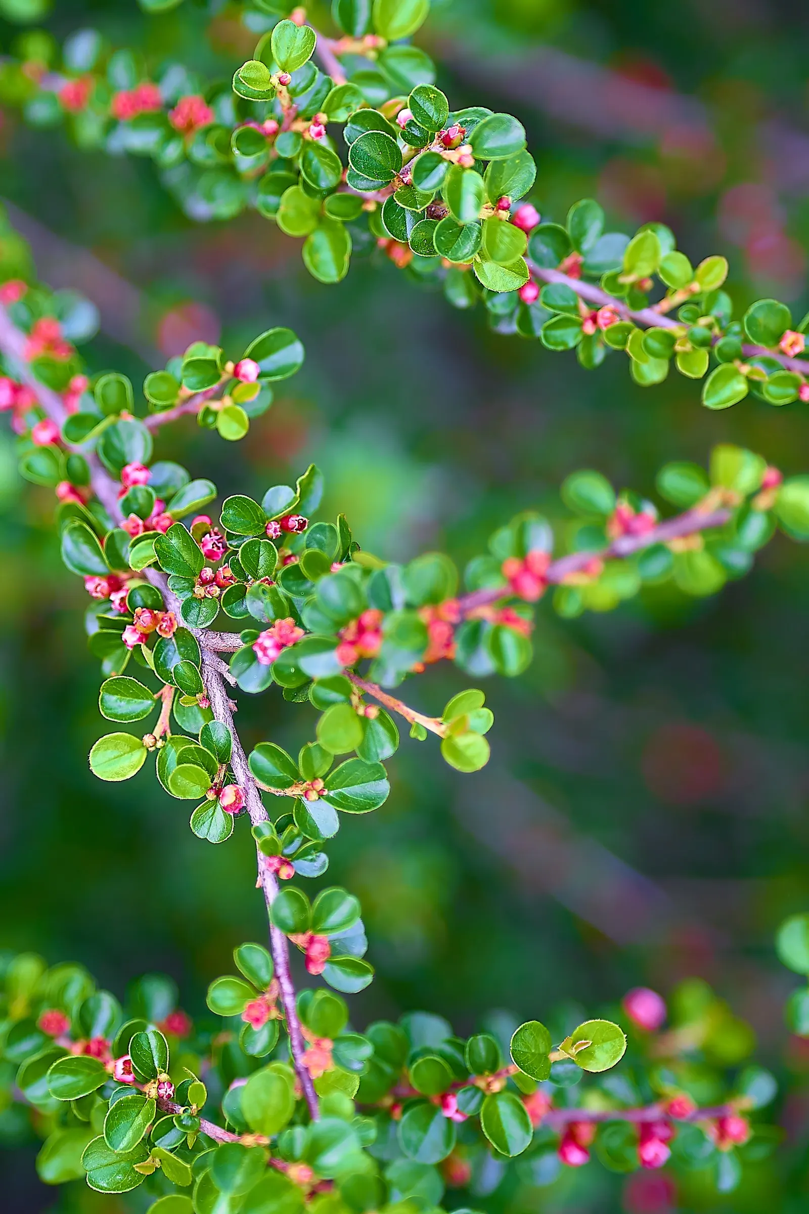 Rock Cotoneaster (Cotoneaster Horizontalis) — which are a favorite among pollinators; plant in full sun to part shade in well-drained soil, image 63