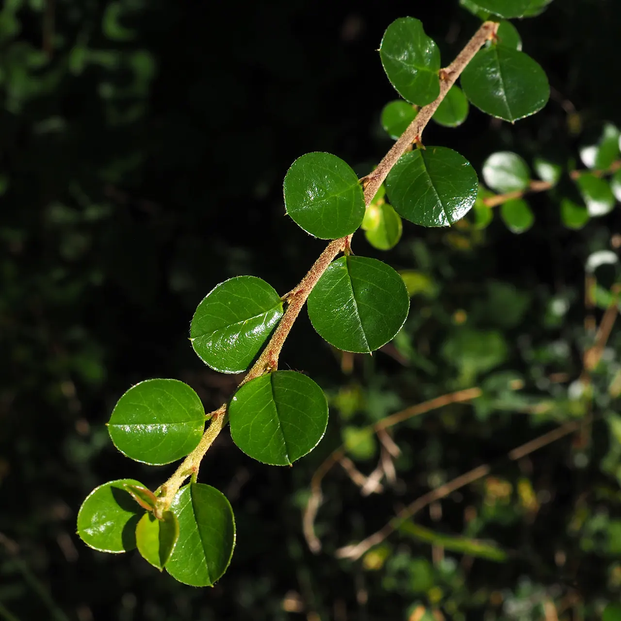 Rock Cotoneaster (Cotoneaster Horizontalis) — approximately 1/4 inch in diameter