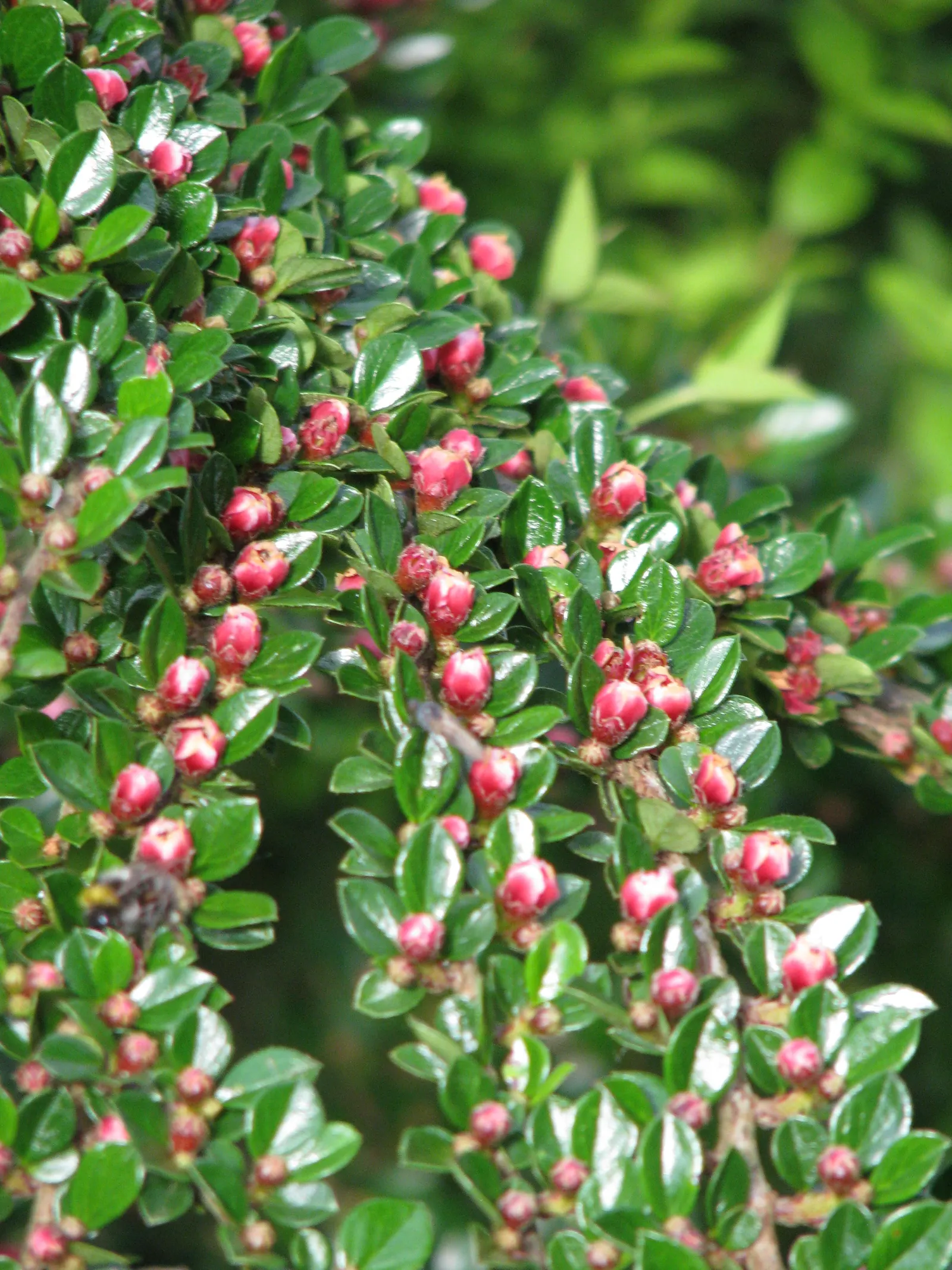 Rock Cotoneaster (Cotoneaster Horizontalis) — thriving in USDA zones 5-7; from deep reds to glowing oranges