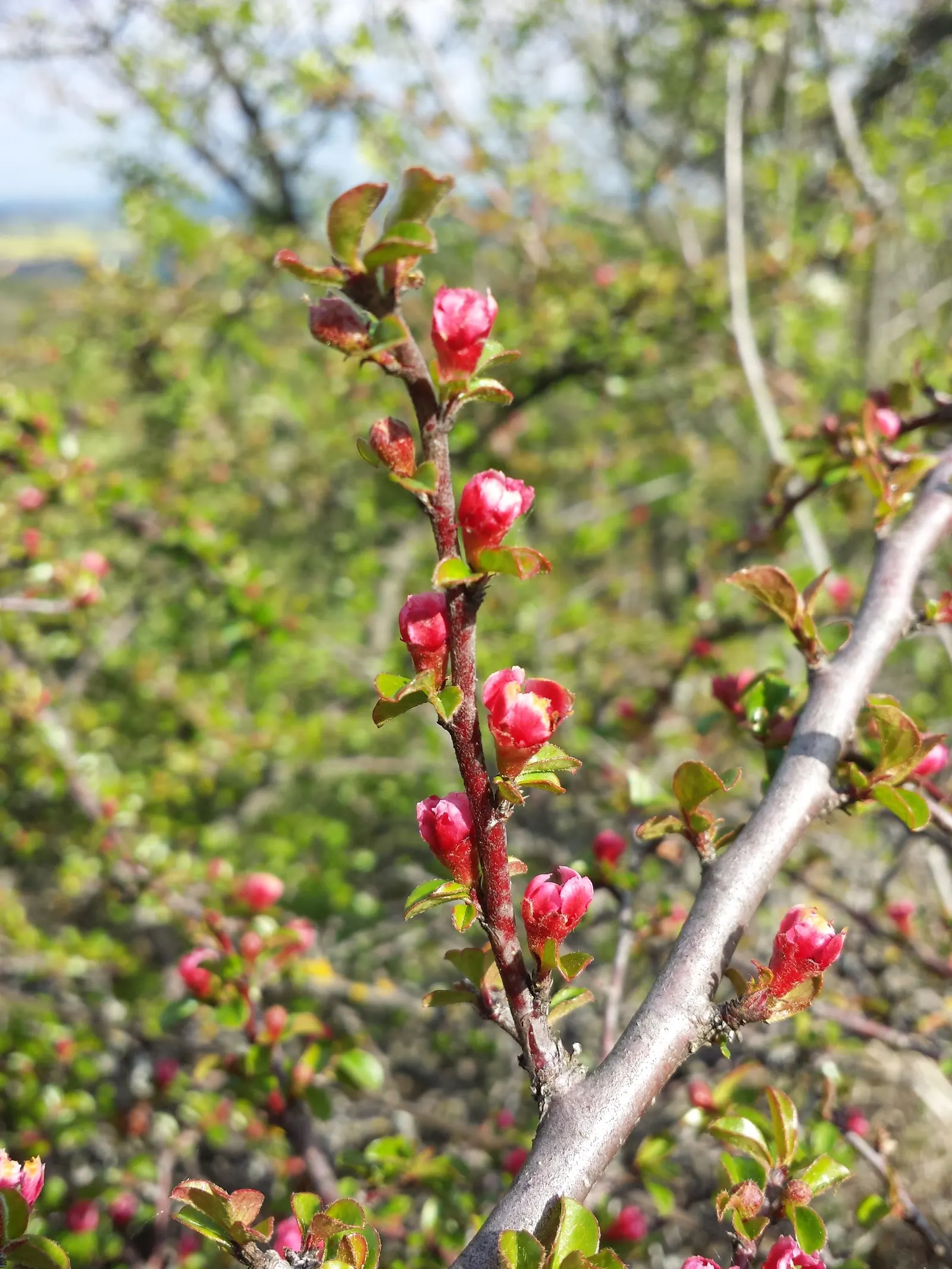 Rock Cotoneaster (Cotoneaster Horizontalis) — while autumn offers brilliant red berries against deep green foliage which turns reddish-purple; is a, image 53