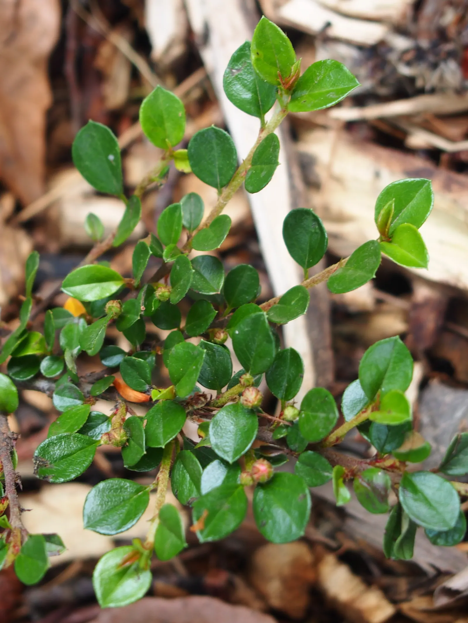Rock Cotoneaster (Cotoneaster Horizontalis) — Rock Cotoneaster (Cotoneaster horizontalis) is a deciduous shrub with a distinctive herringbone, image 49