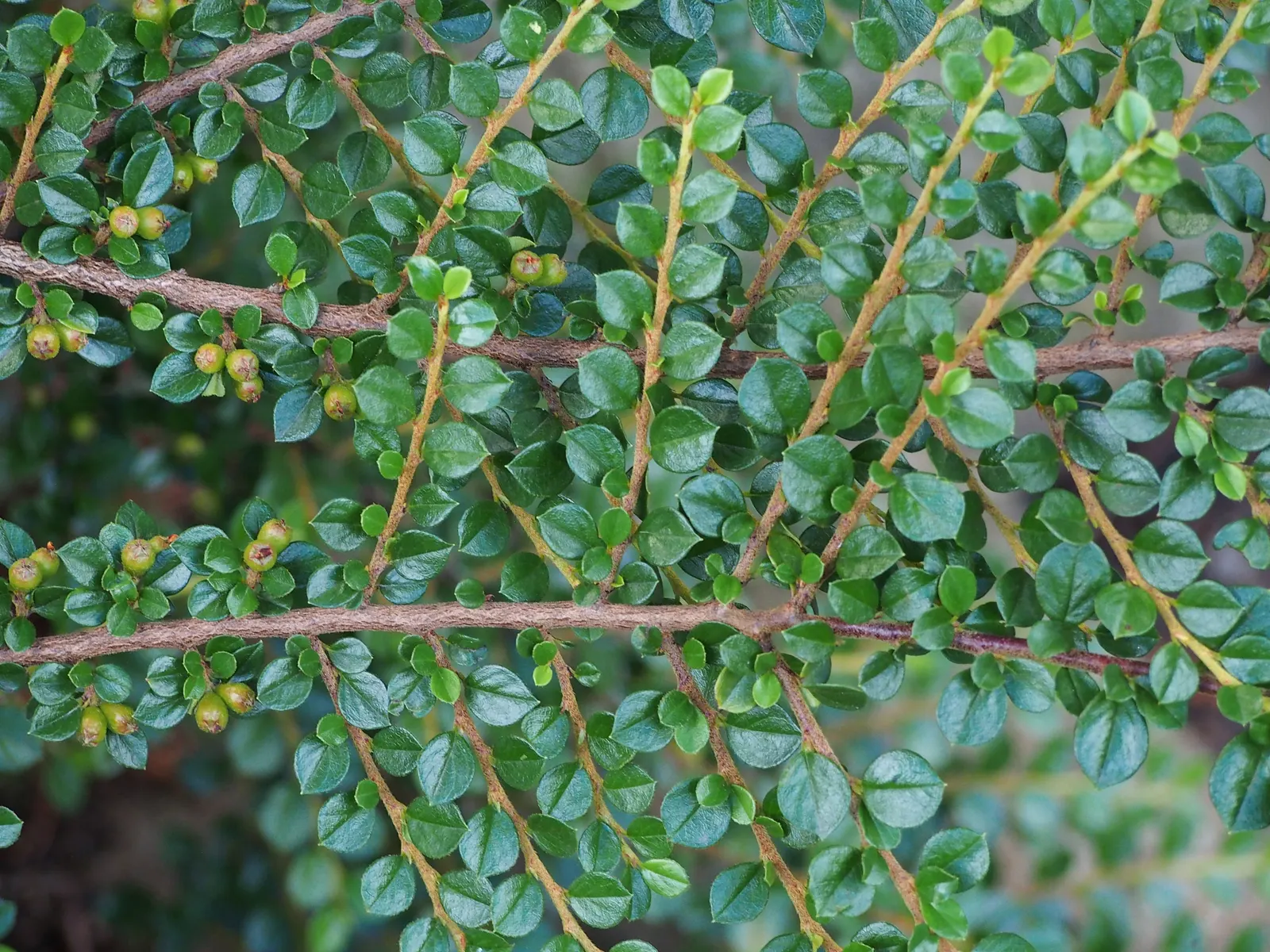 Rock Cotoneaster (Cotoneaster Horizontalis) — white flowers in the garden; scientifically known as Cotoneaster horizontalis