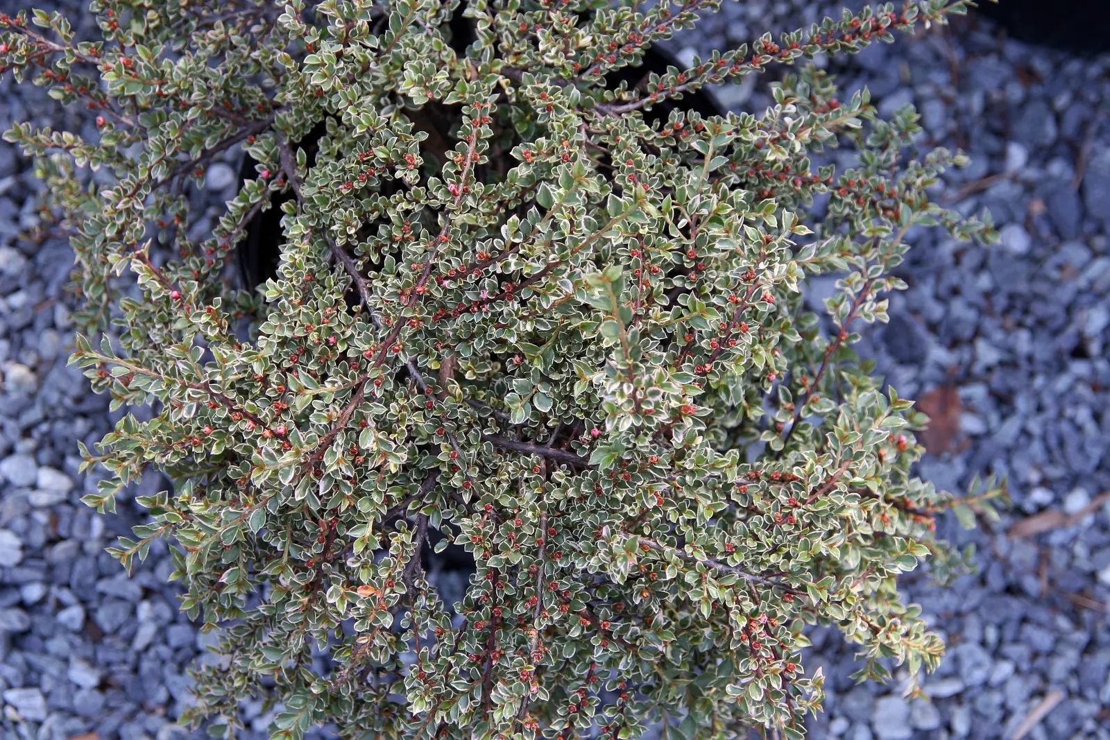 Rock Cotoneaster (Cotoneaster Horizontalis) — thriving in USDA zones 5-7; from deep reds to glowing oranges, image 50