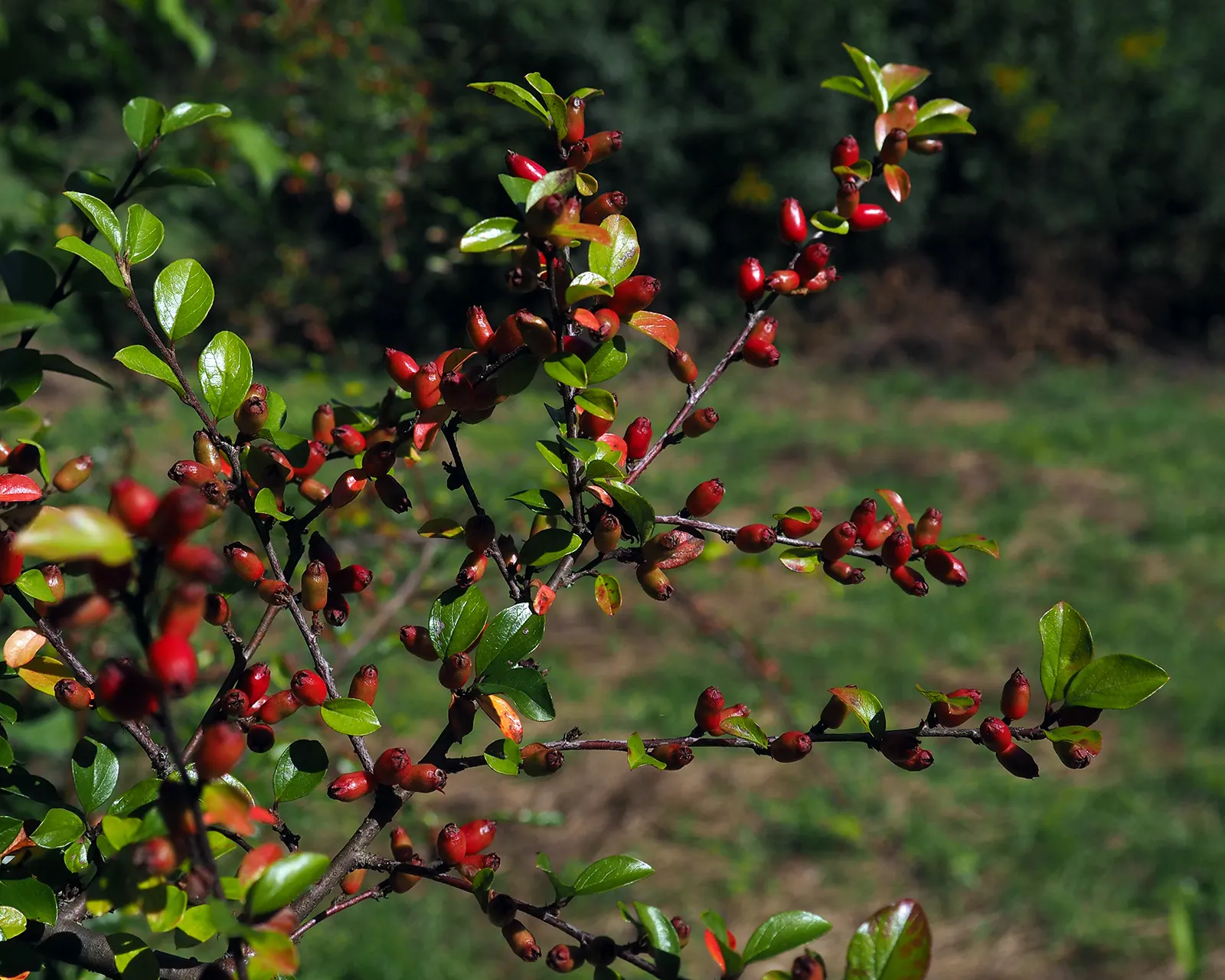 Rock Cotoneaster (Cotoneaster Horizontalis) — providing an impressive seasonal display.<br><br>In late spring to early summer