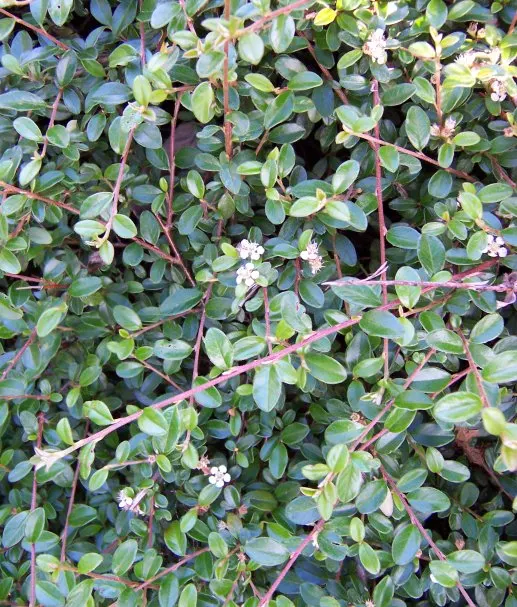 Rock Cotoneaster (Cotoneaster Horizontalis) — Rock Cotoneaster (Cotoneaster horizontalis) is a deciduous shrub with a distinctive herringbone pattern