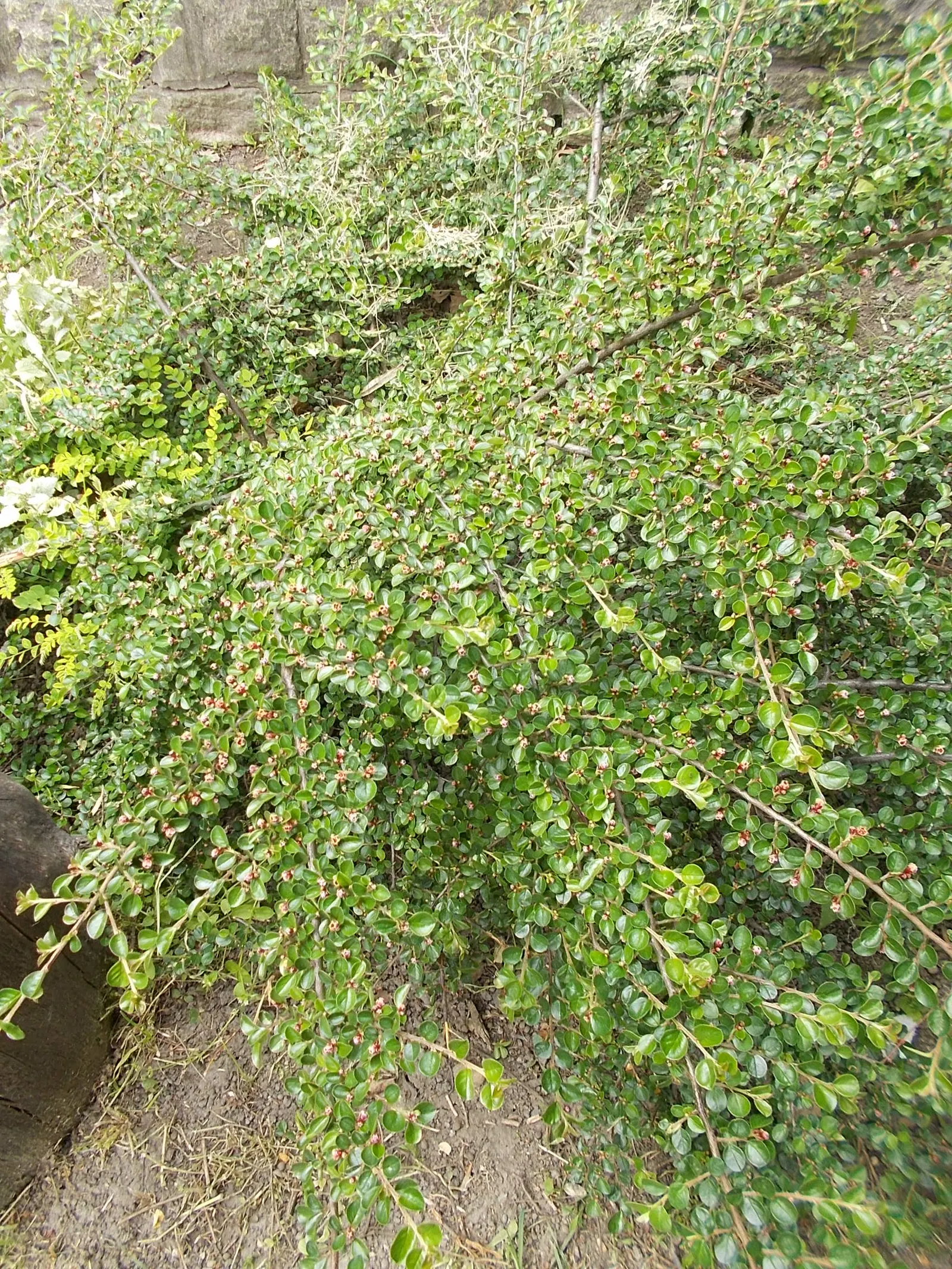 Rock Cotoneaster (Cotoneaster Horizontalis) — and tolerant of a range of soil types