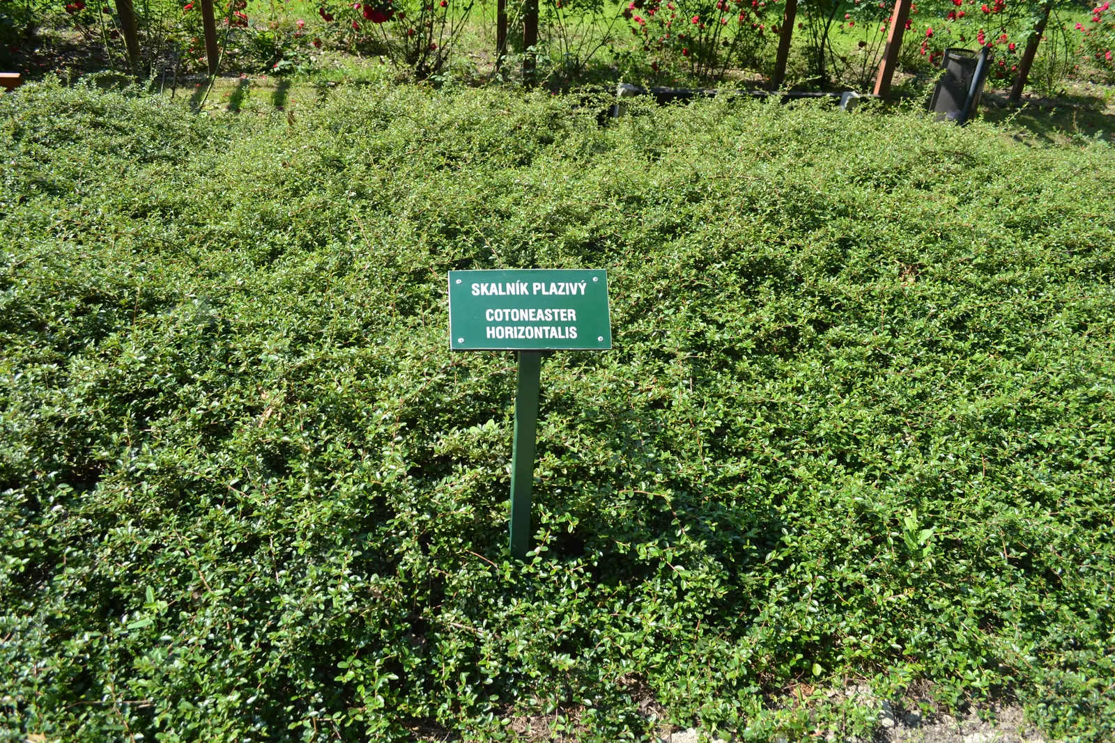 Rock Cotoneaster (Cotoneaster Horizontalis) — Spring brings pink-tinged white blossoms; rock Cotoneaster (Cotoneaster horizontalis) is a deciduous, image 52