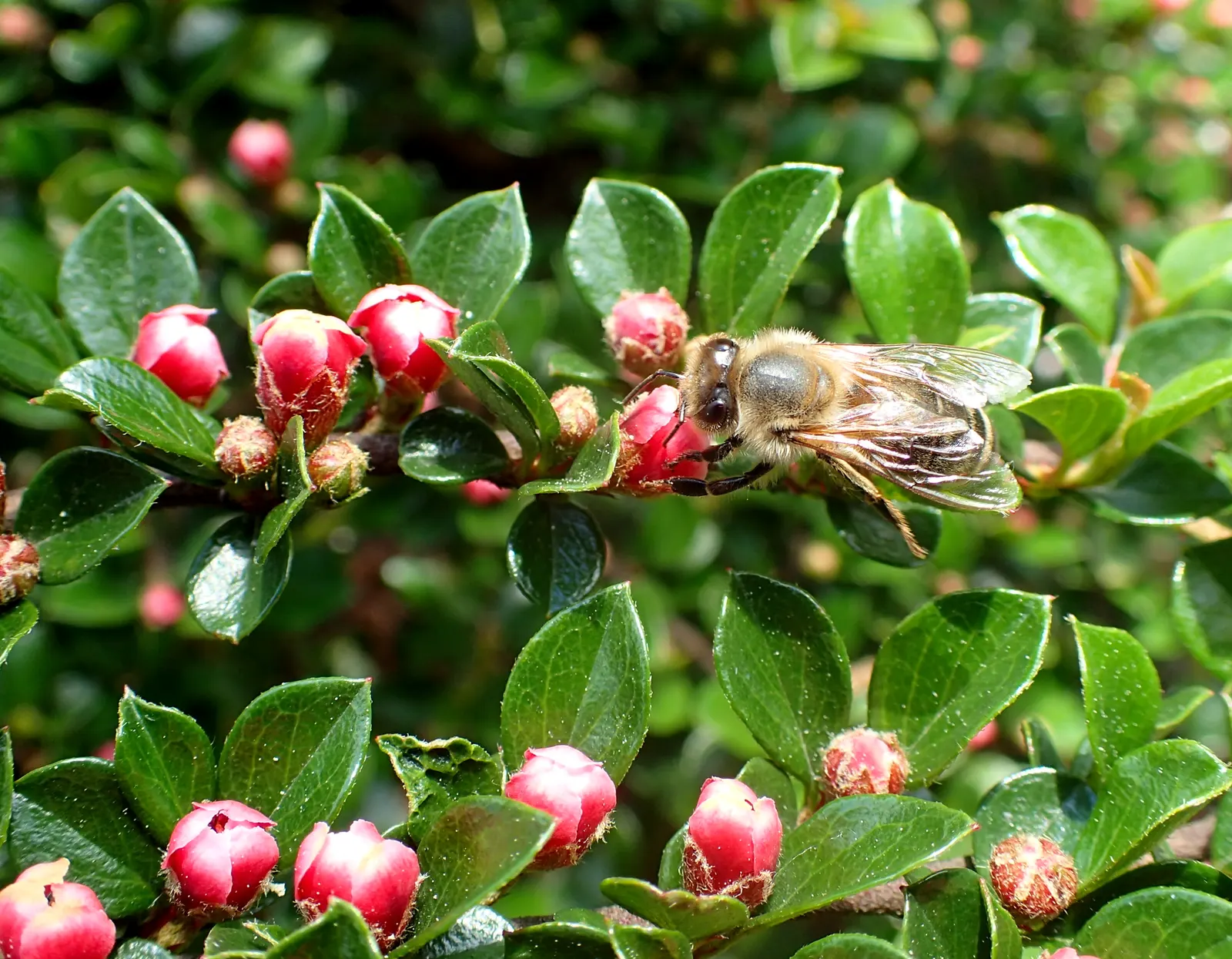 Rock Cotoneaster (Cotoneaster Horizontalis) — ground cover for full or half; fulfilling a variety of design needs while simultaneously supporting local fauna