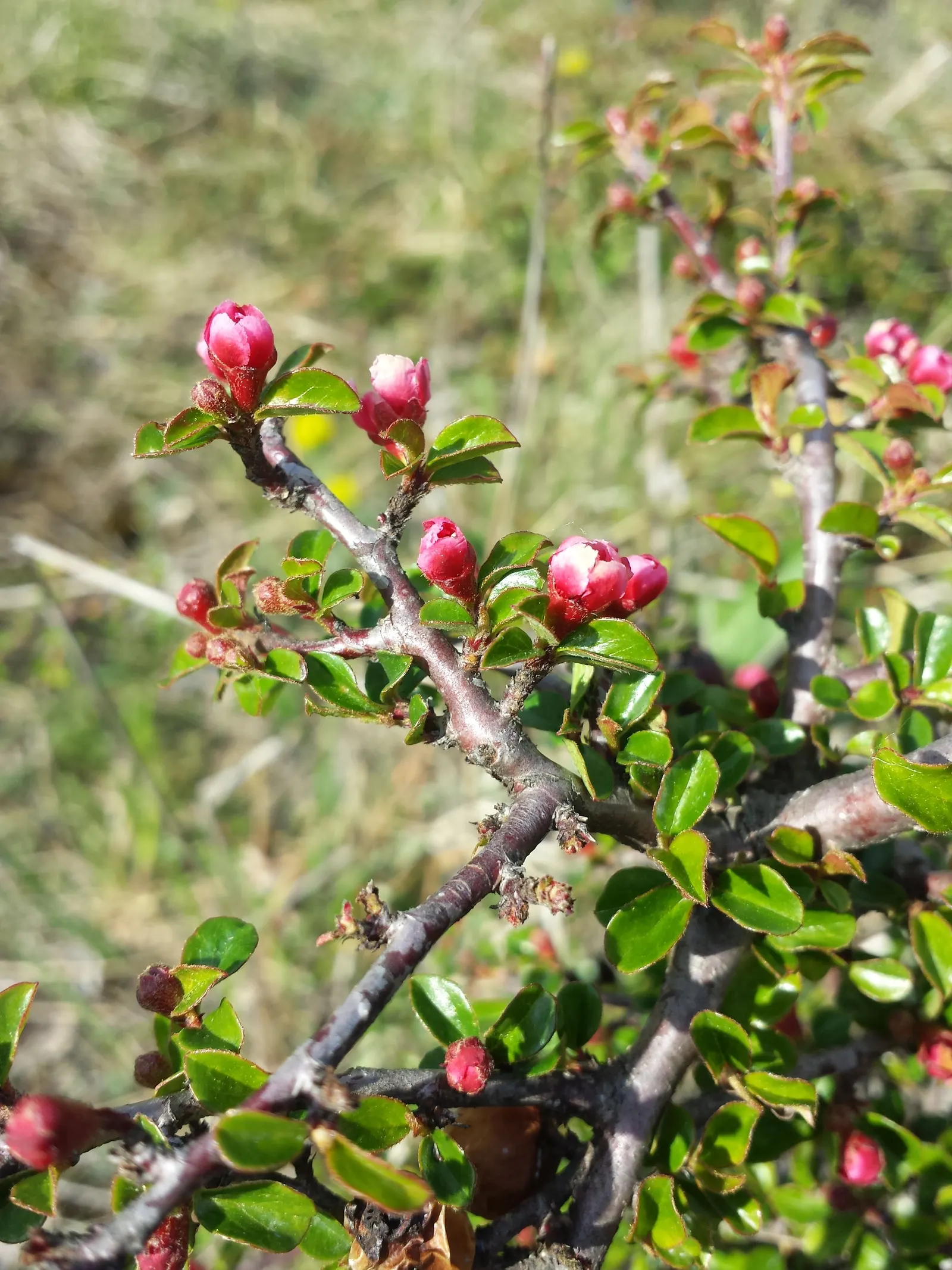 Rock Cotoneaster (Cotoneaster Horizontalis) — these blossoms give way to tiny round red berries