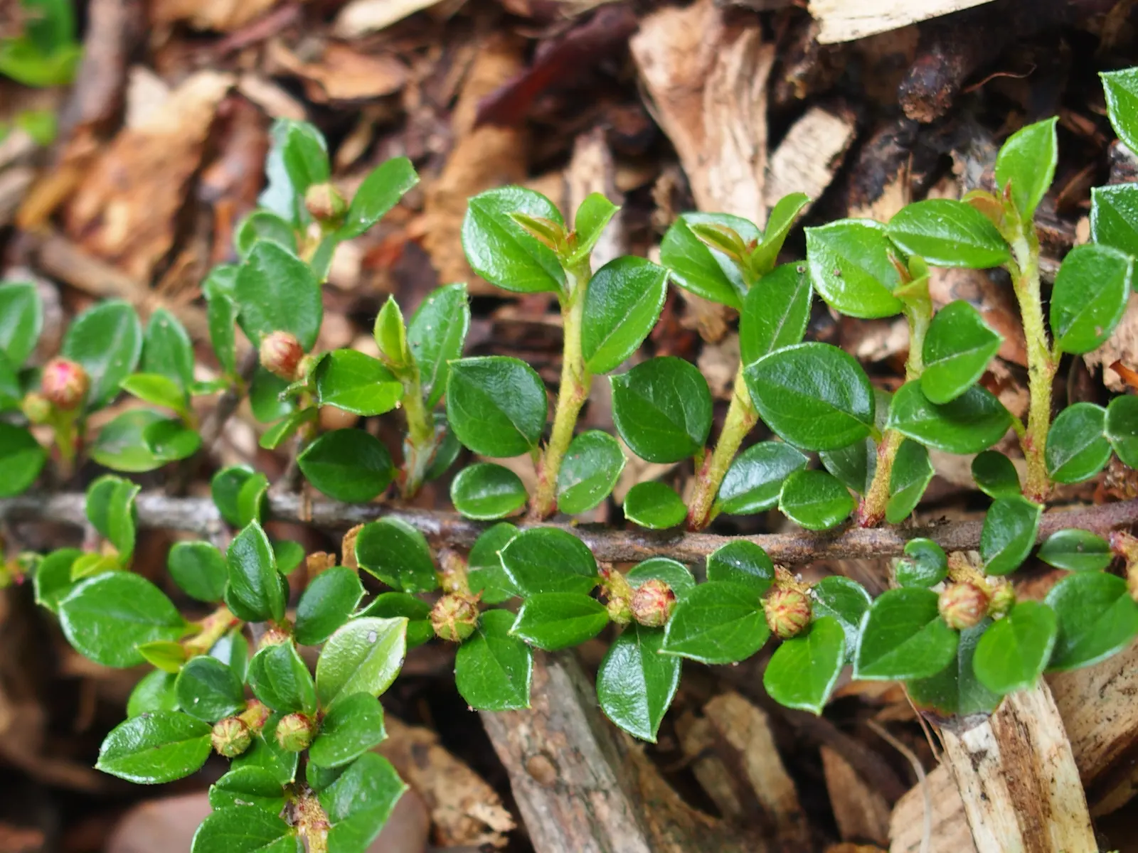 Rock Cotoneaster (Cotoneaster Horizontalis) — this low-lying shrub is often used for ground cover; providing an impressive seasonal, image 57