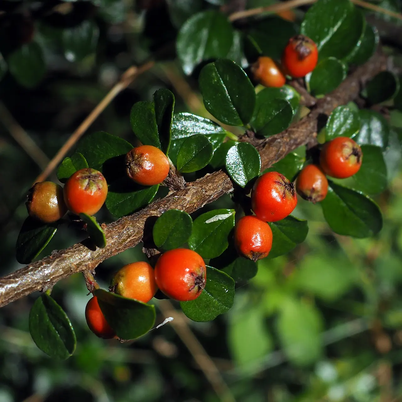 Rock Cotoneaster (Cotoneaster Horizontalis) — scientifically known as Cotoneaster horizontalis; white flowers in the garden, image 55