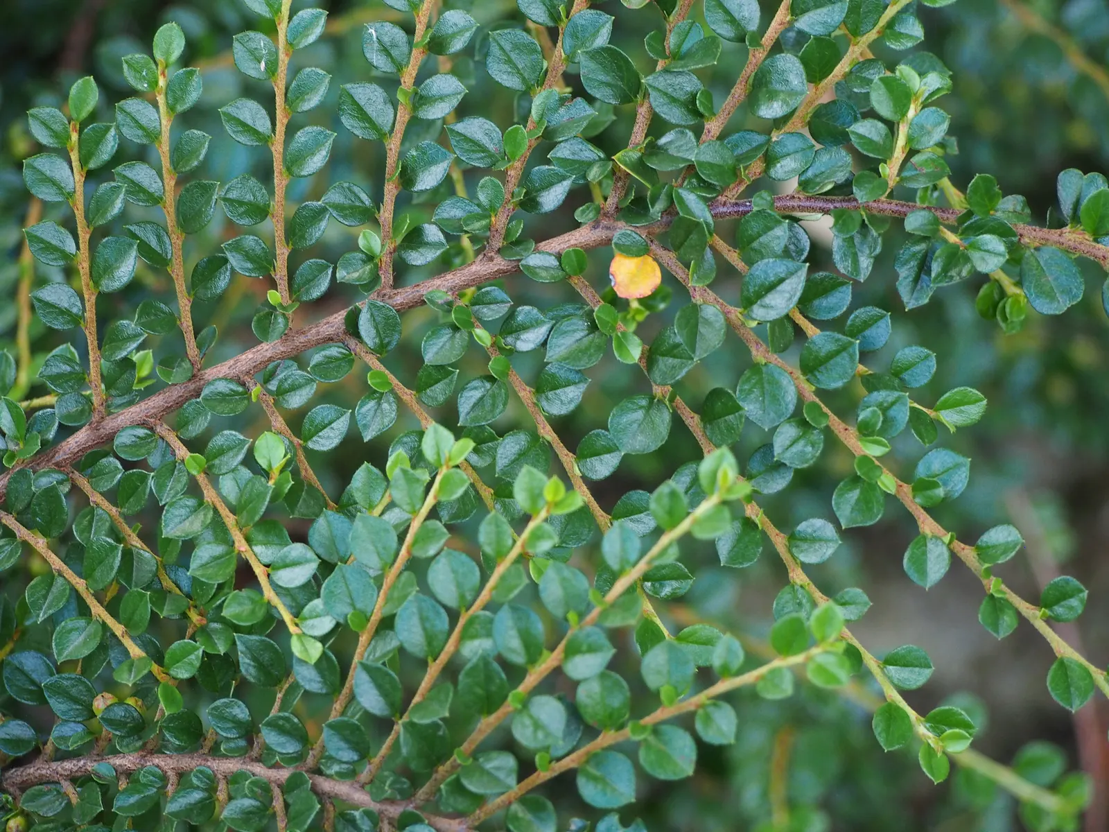 Rock Cotoneaster (Cotoneaster Horizontalis) — these blossoms give way to tiny round red berries; pink-tinged white flowers