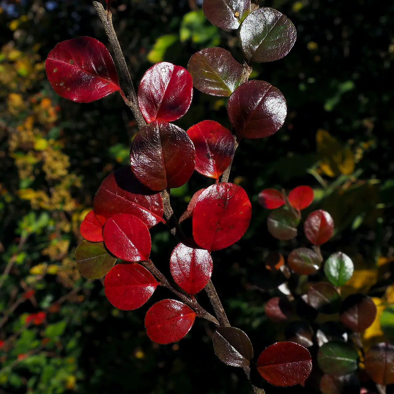 Rock Cotoneaster (Cotoneaster Horizontalis) — this low-lying shrub is often used for ground cover