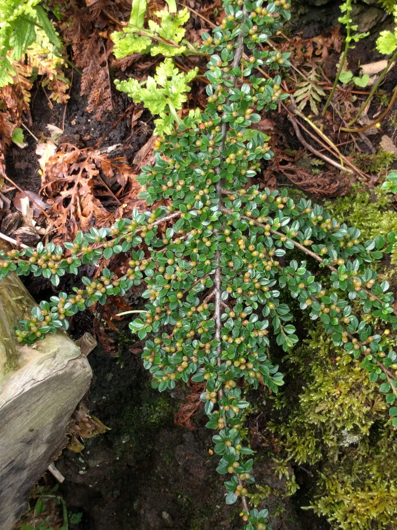 Rock Cotoneaster (Cotoneaster Horizontalis) — Plant in full sun to part shade in well-drained soil