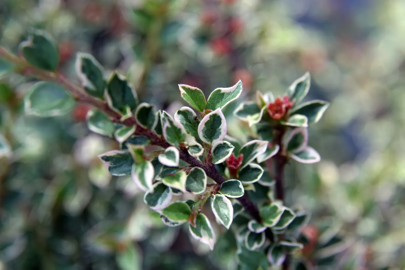 Rock Cotoneaster (Cotoneaster Horizontalis) — creating draping effects over walls or as a foundational border in garden designs; making it an, image 58