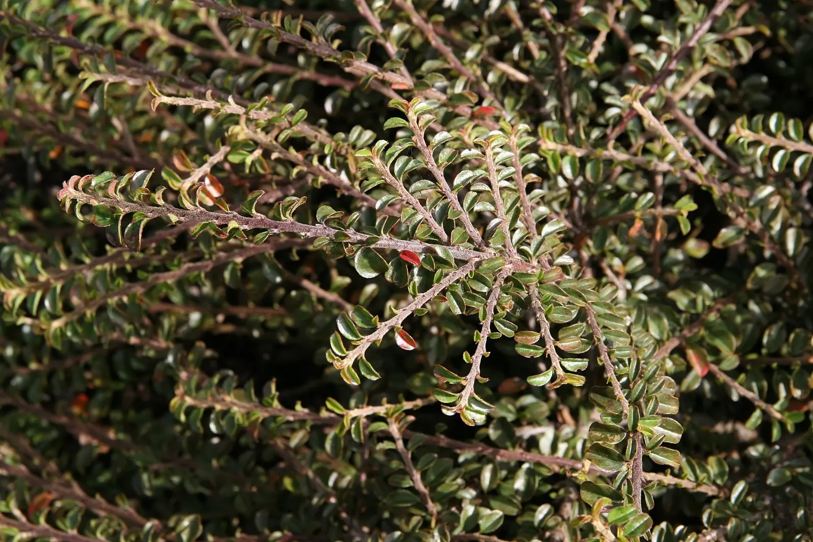 Rock Cotoneaster (Cotoneaster Horizontalis) — is a deciduous shrub that offers both aesthetic charm and functionality in landscape design; while, image 56