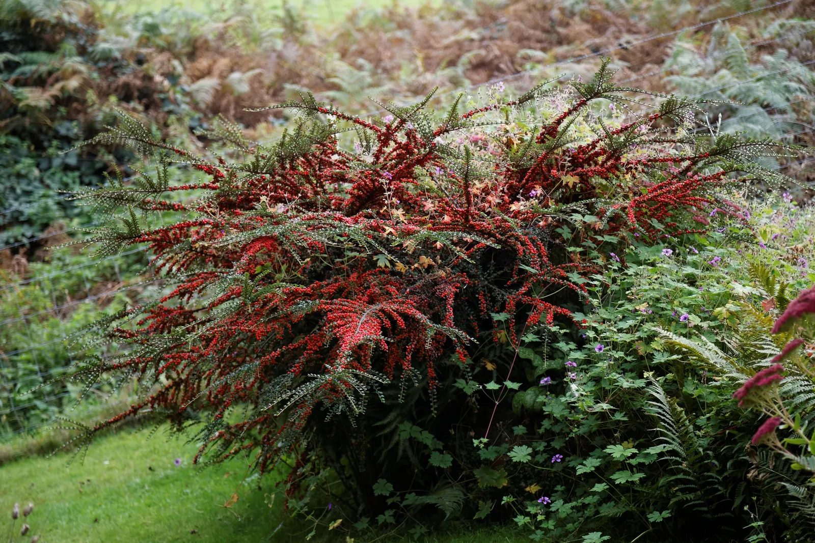 Rock Cotoneaster (Cotoneaster Horizontalis) — It reaches 2-3 feet in height and spreads 4-6 feet, making it ideal for ground cover or wall draping; and