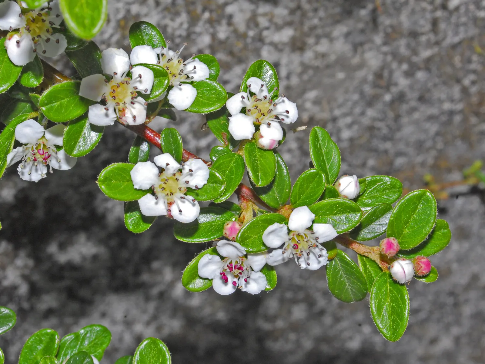 Rock Cotoneaster (Cotoneaster Horizontalis) — which are a favorite among pollinators; plant in full sun to part shade in well-drained soil