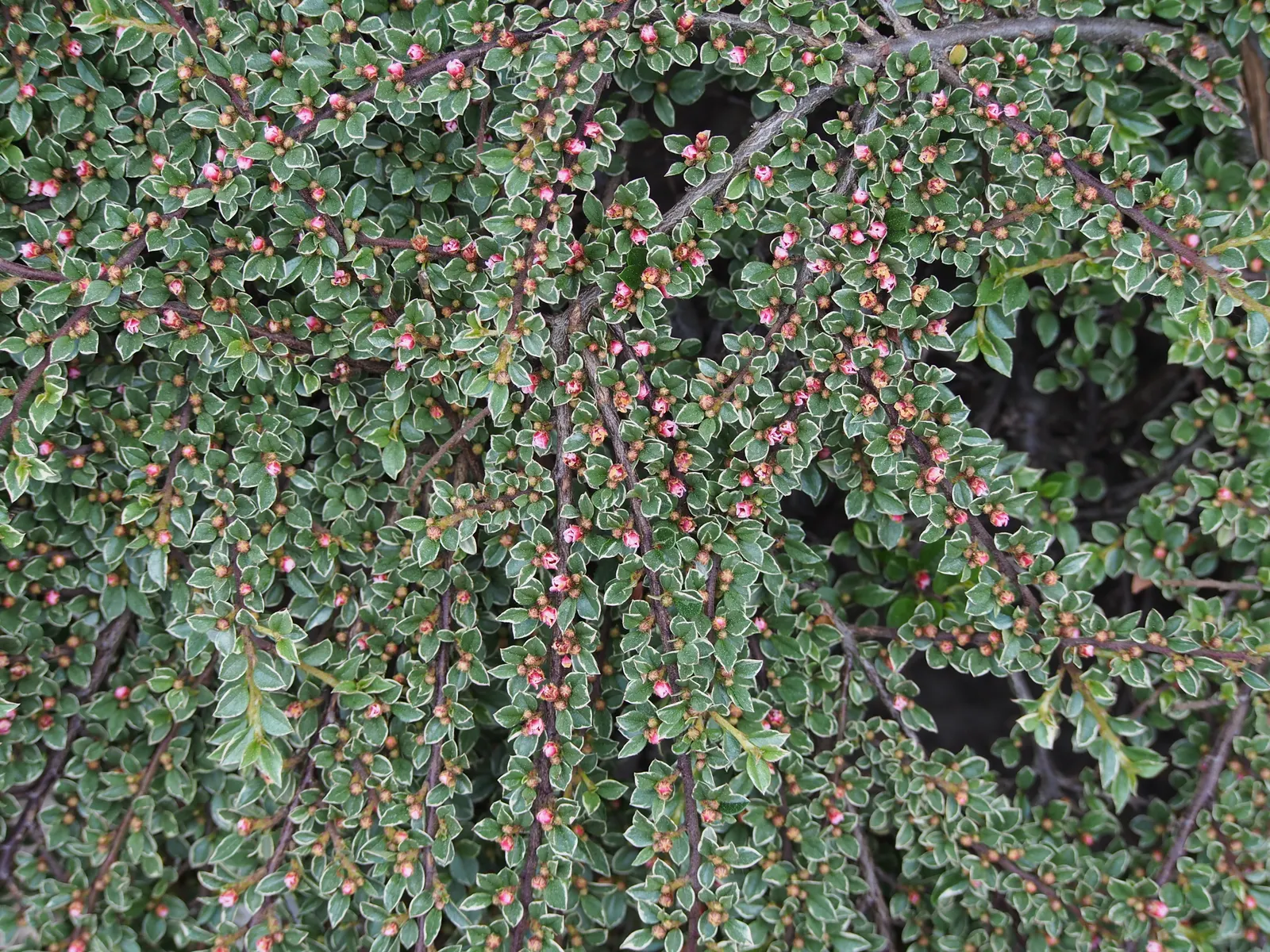 Rock Cotoneaster (Cotoneaster Horizontalis) — while autumn offers brilliant red berries against deep green foliage which turns reddish-purple; is a deciduous