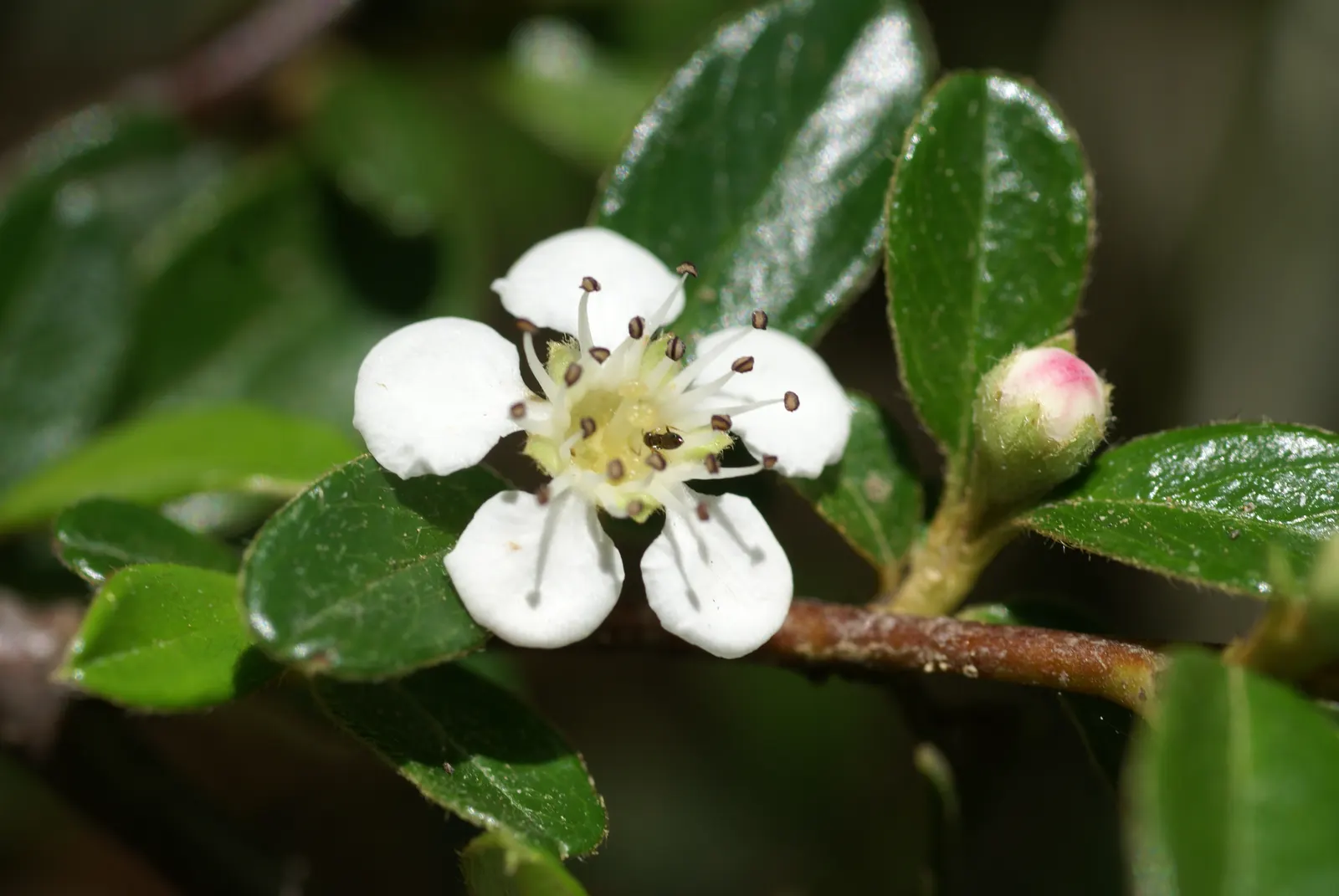 Rock Cotoneaster (Cotoneaster Horizontalis) — it can maintain its shape and density