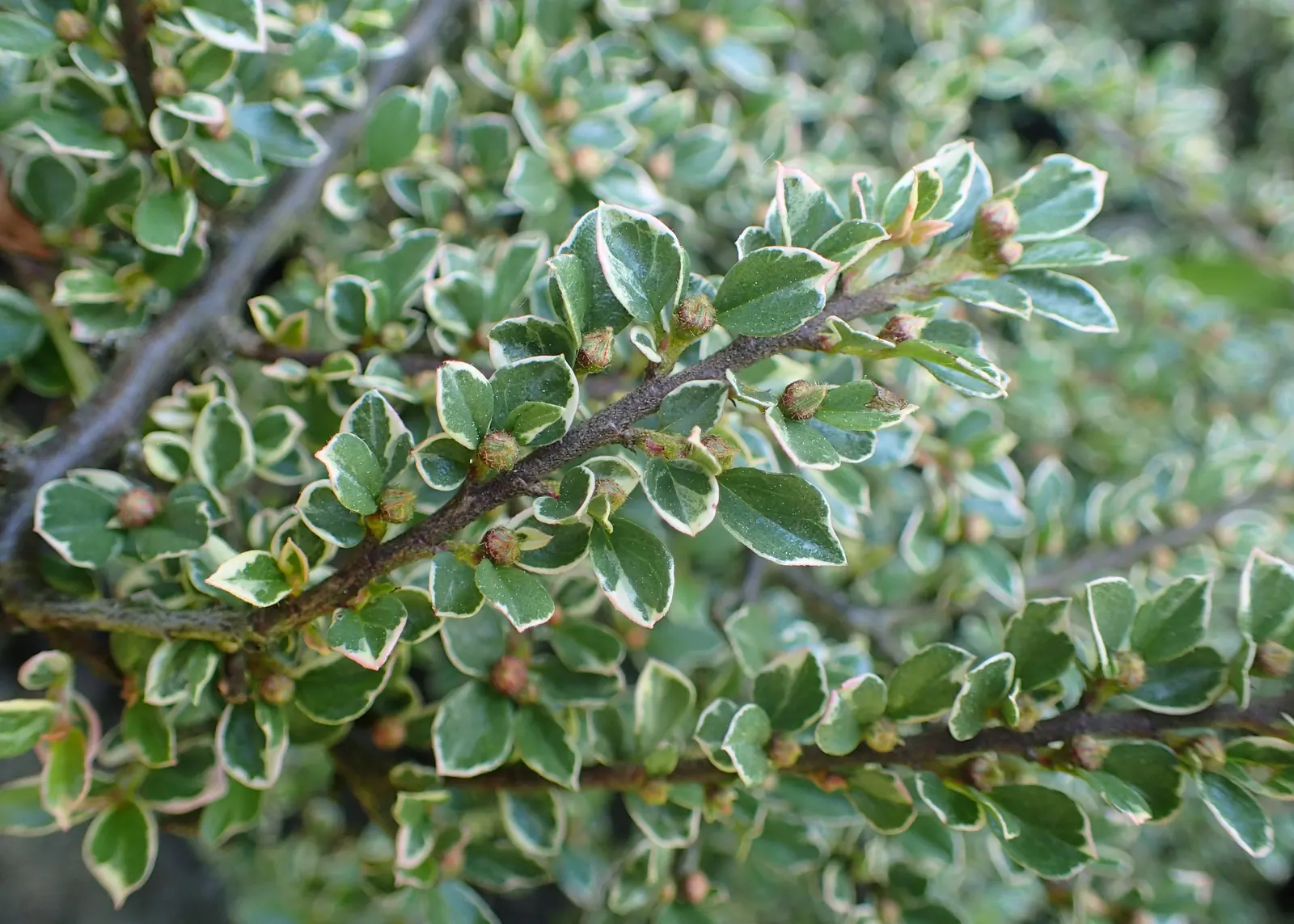Rock Cotoneaster (Cotoneaster Horizontalis) — which are a favorite among pollinators